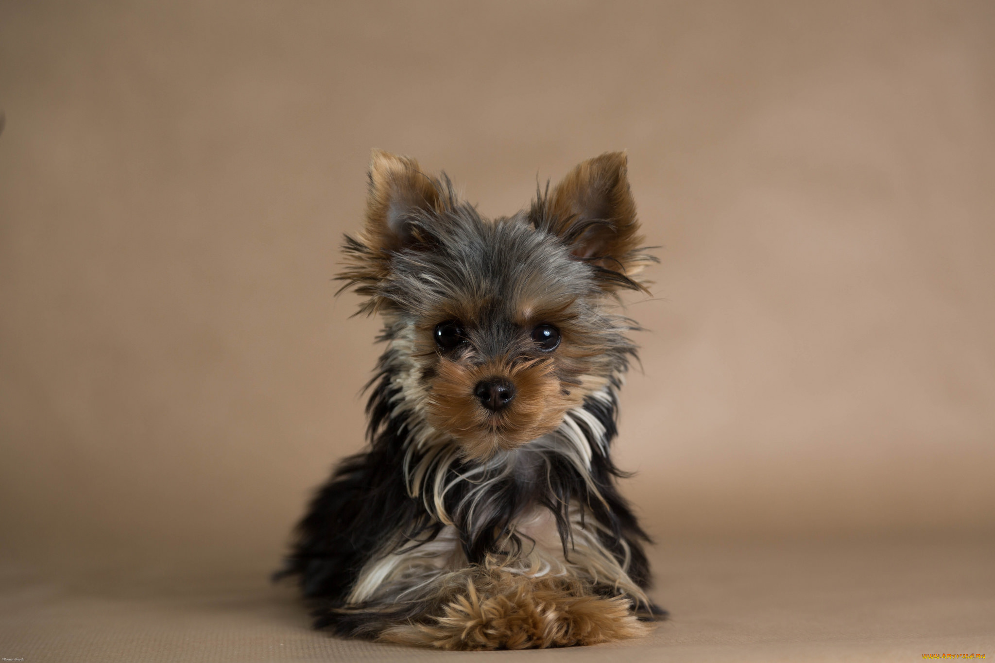 животные, собаки, собачка