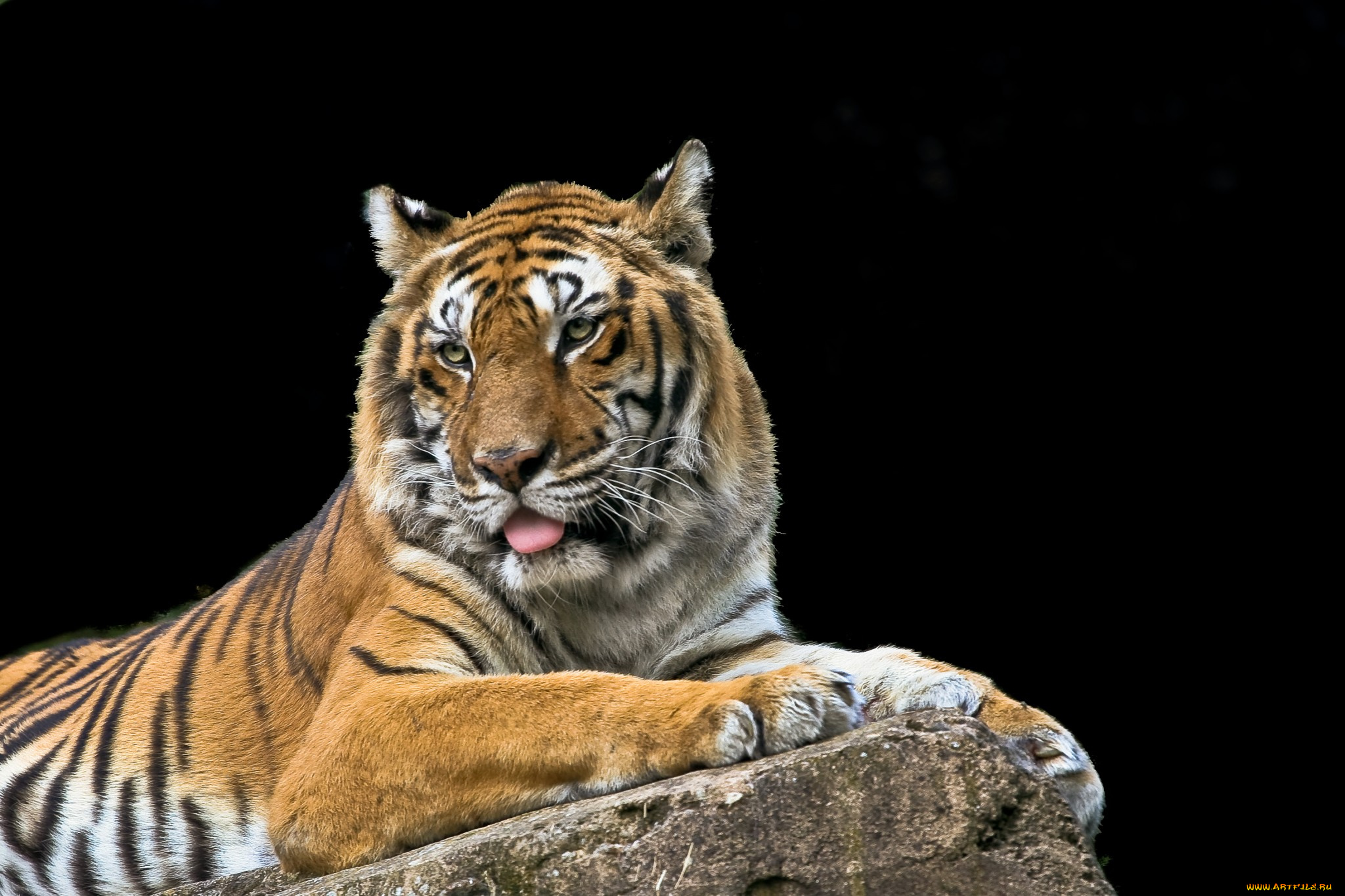 животные, тигры, тигр