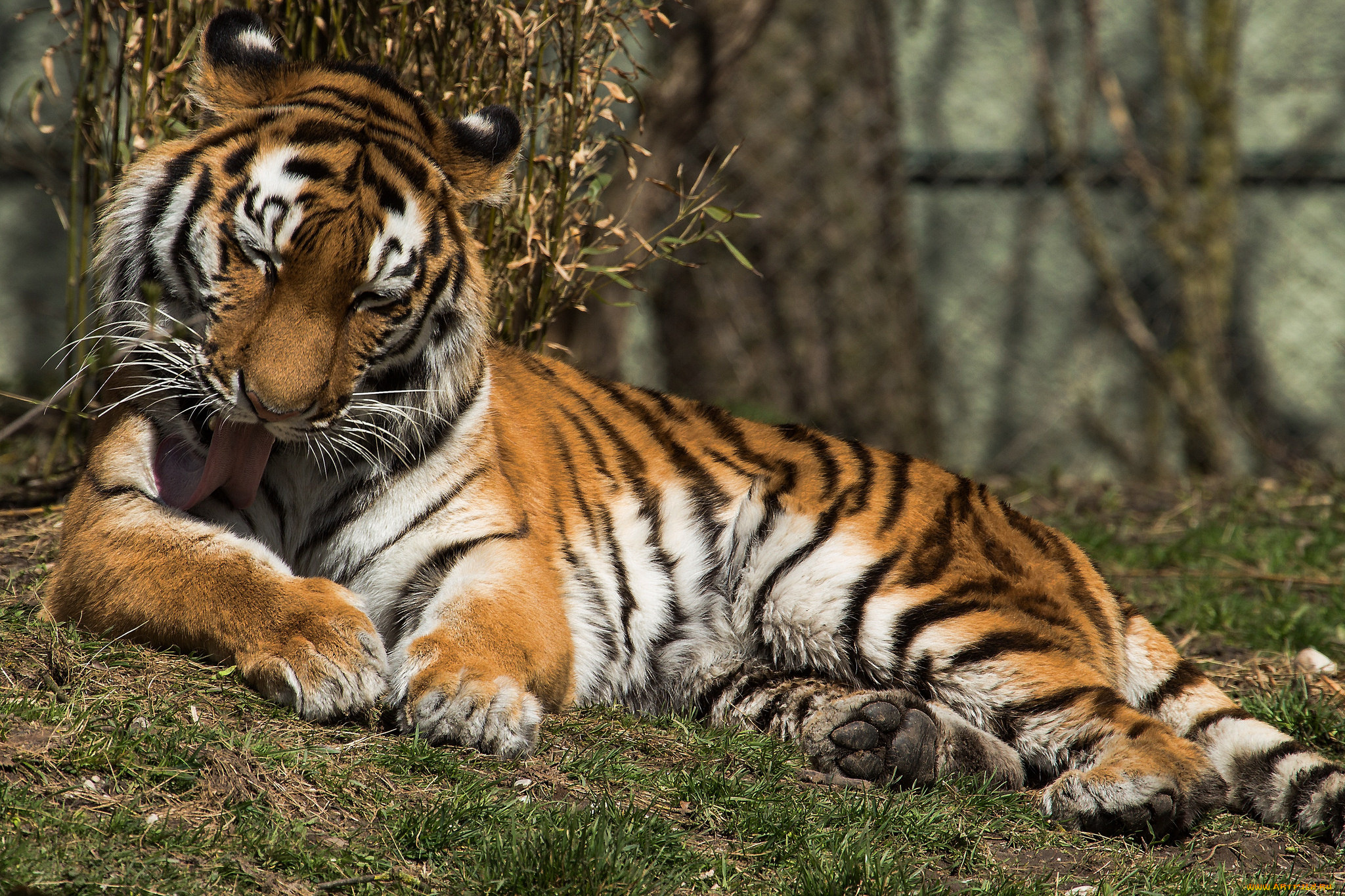 животные, тигры, тмгр