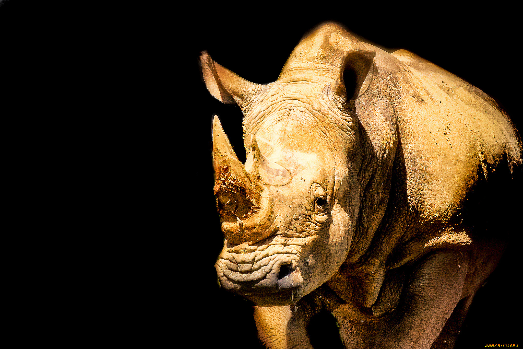 животные, носороги, двурогий, носорог