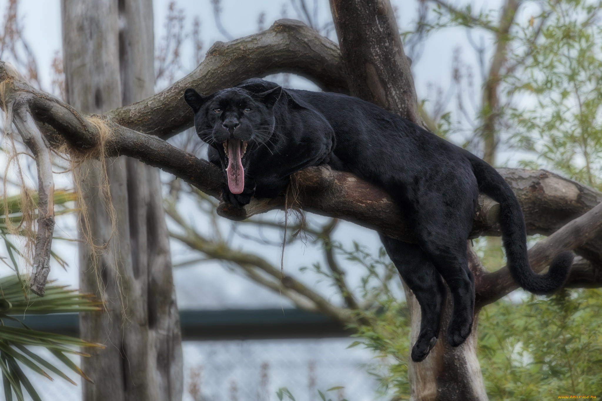 животные, пантеры, пантера