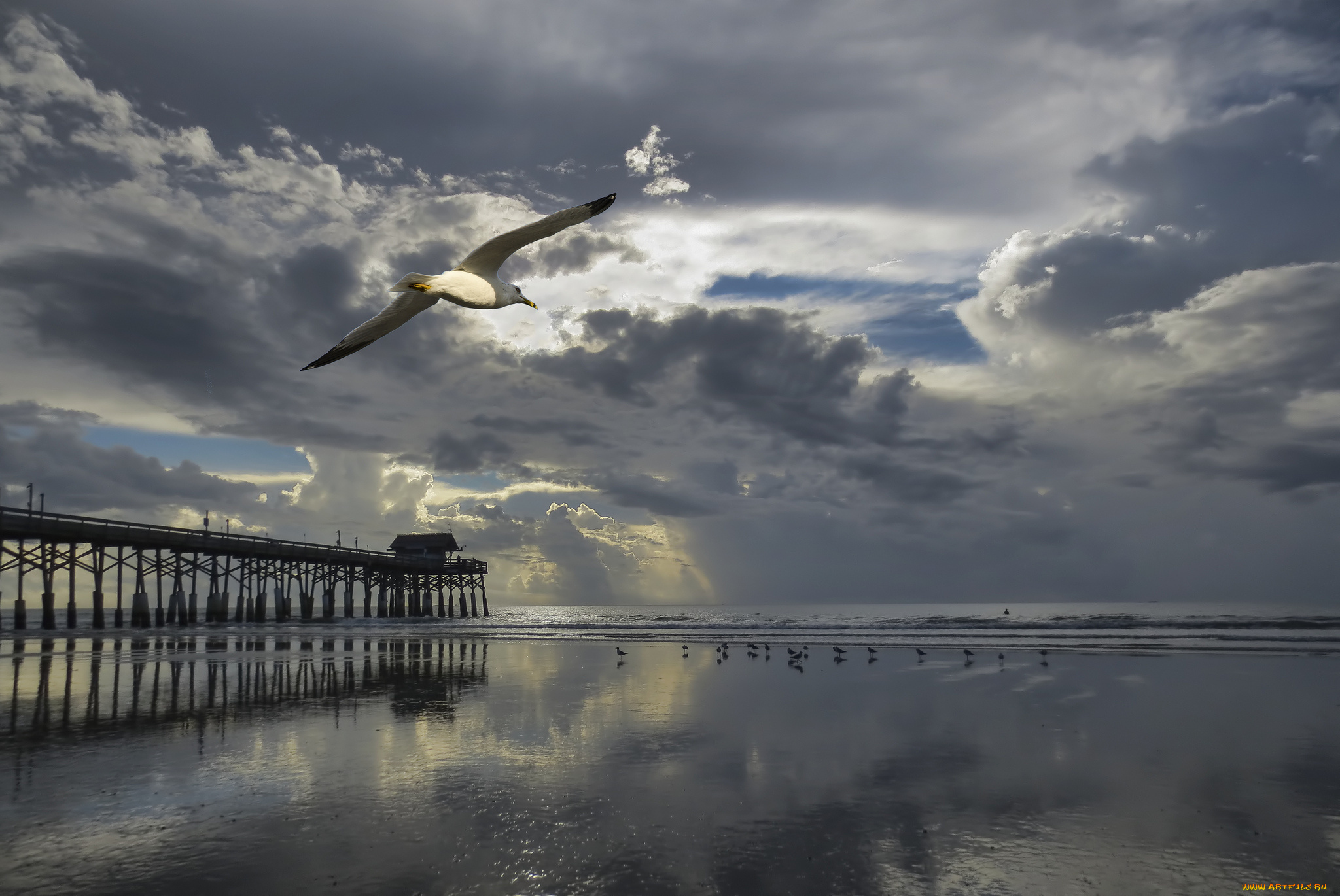 животные, Чайки, , бакланы, , крачки, чайки, море, небо, закат, облака