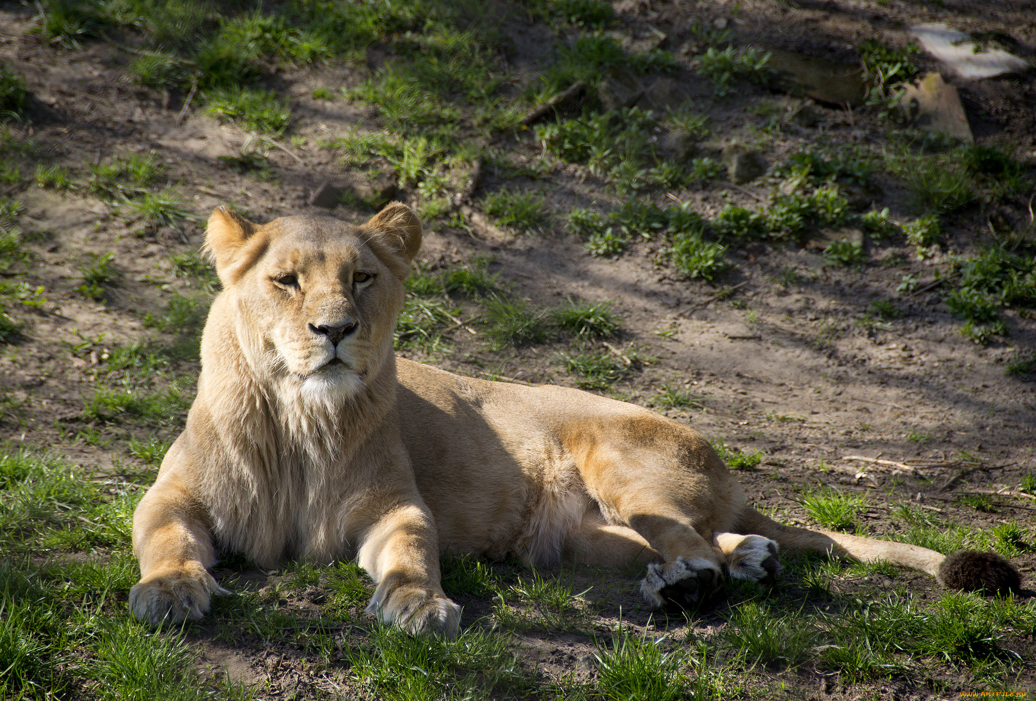 животные, львы, львица