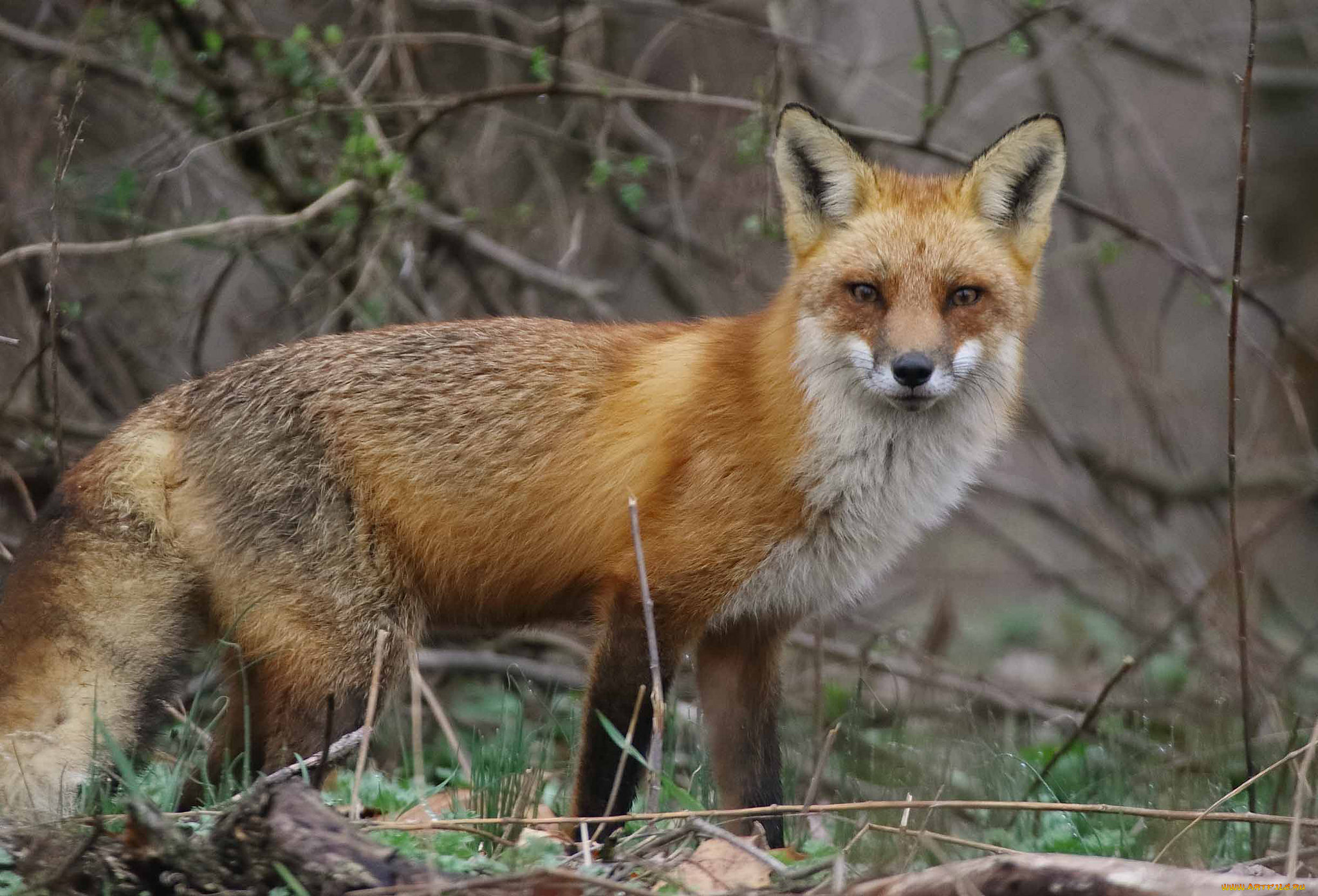 животные, лисы, лисичка