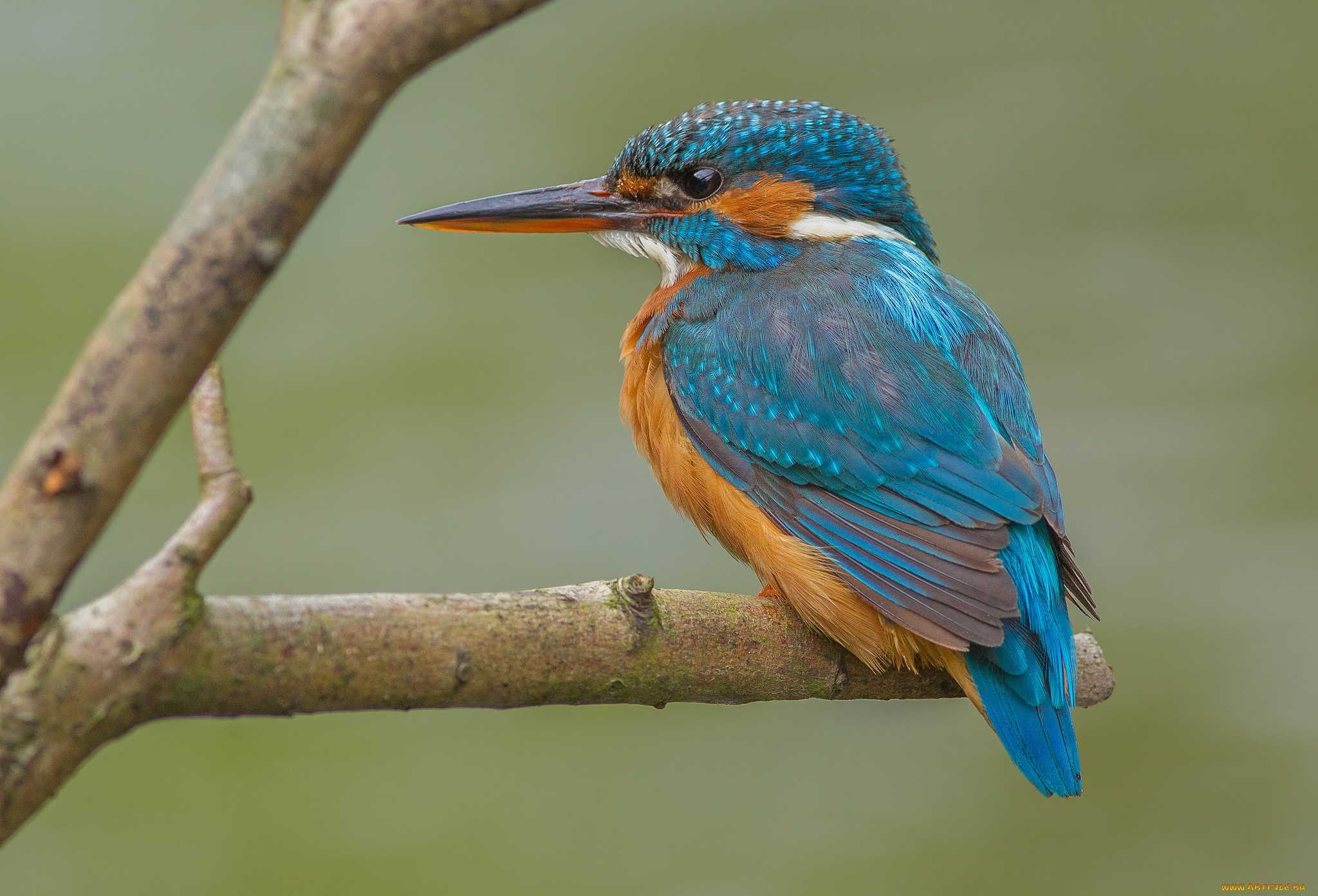 животные, зимородки, рыболов