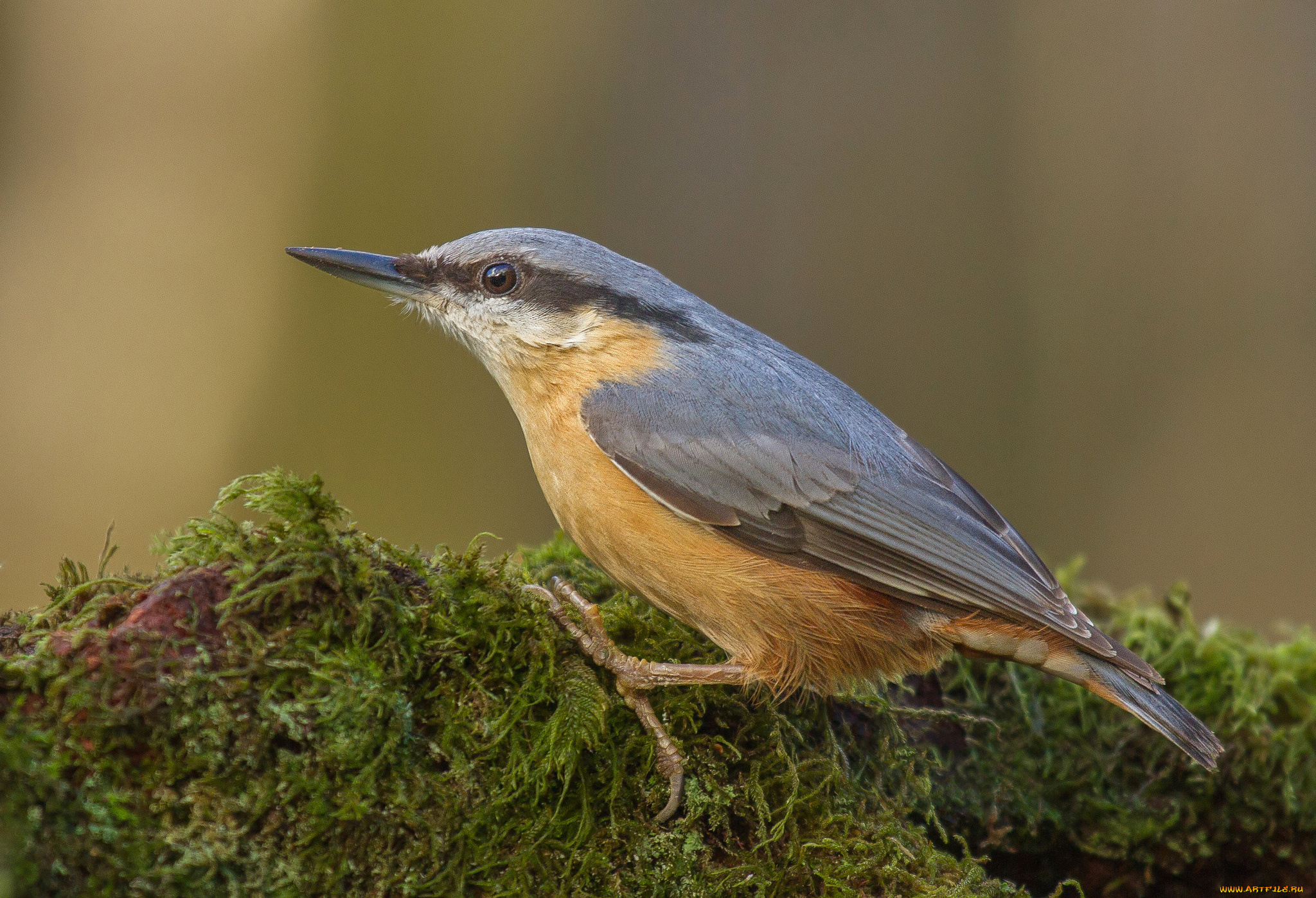 животные, поползни, поползень