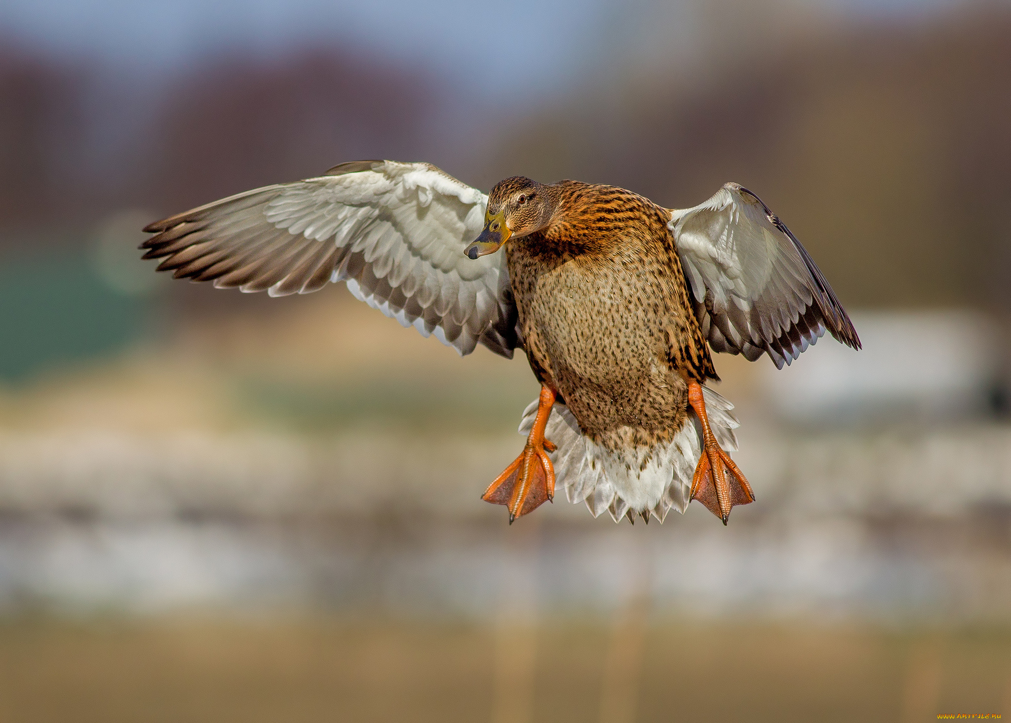 животные, утки, утка