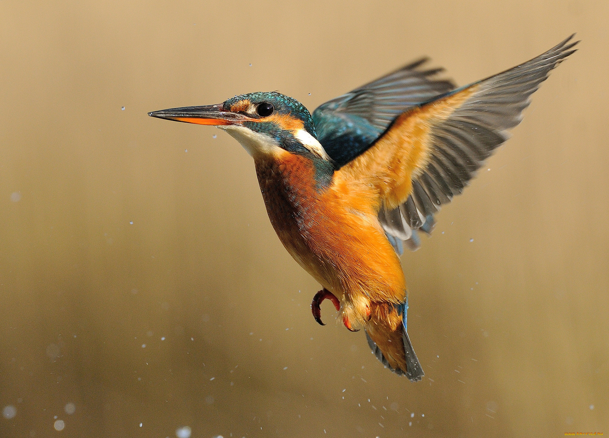 животные, зимородки, рыболов