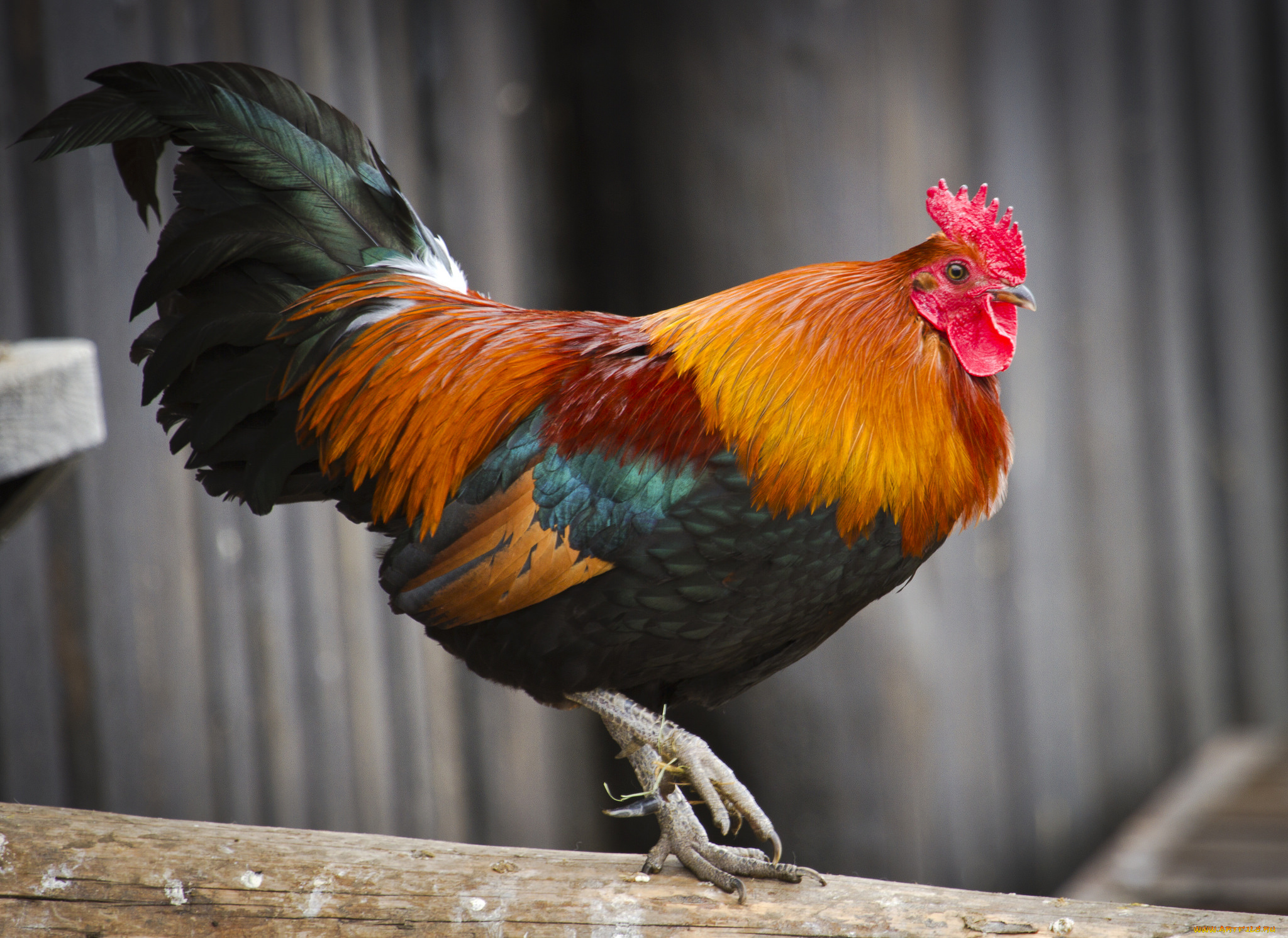 животные, куры, , петухи, петух