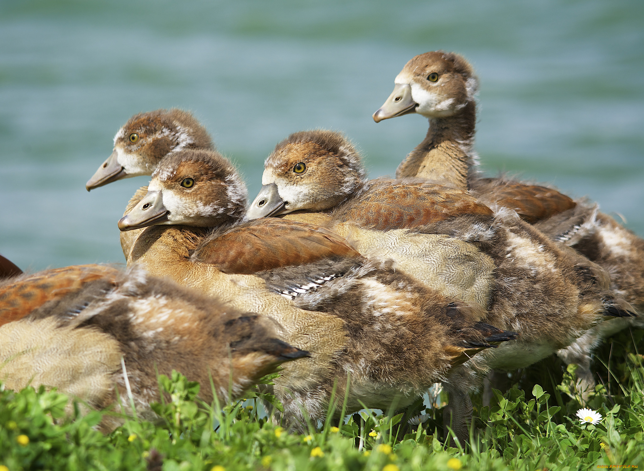 животные, утки, утята, луг, трава, цветы, солнечно