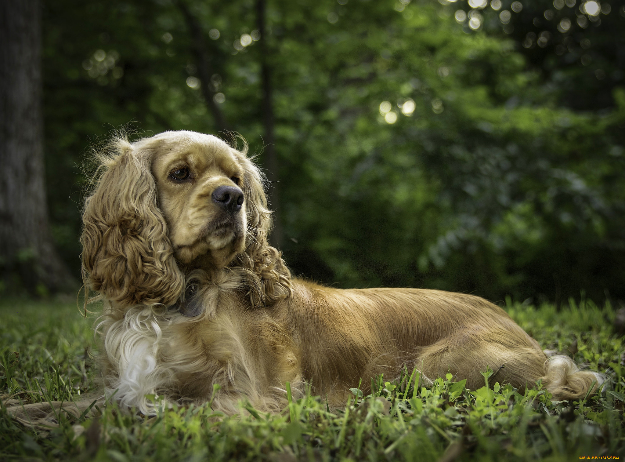 животные, собаки, собачка
