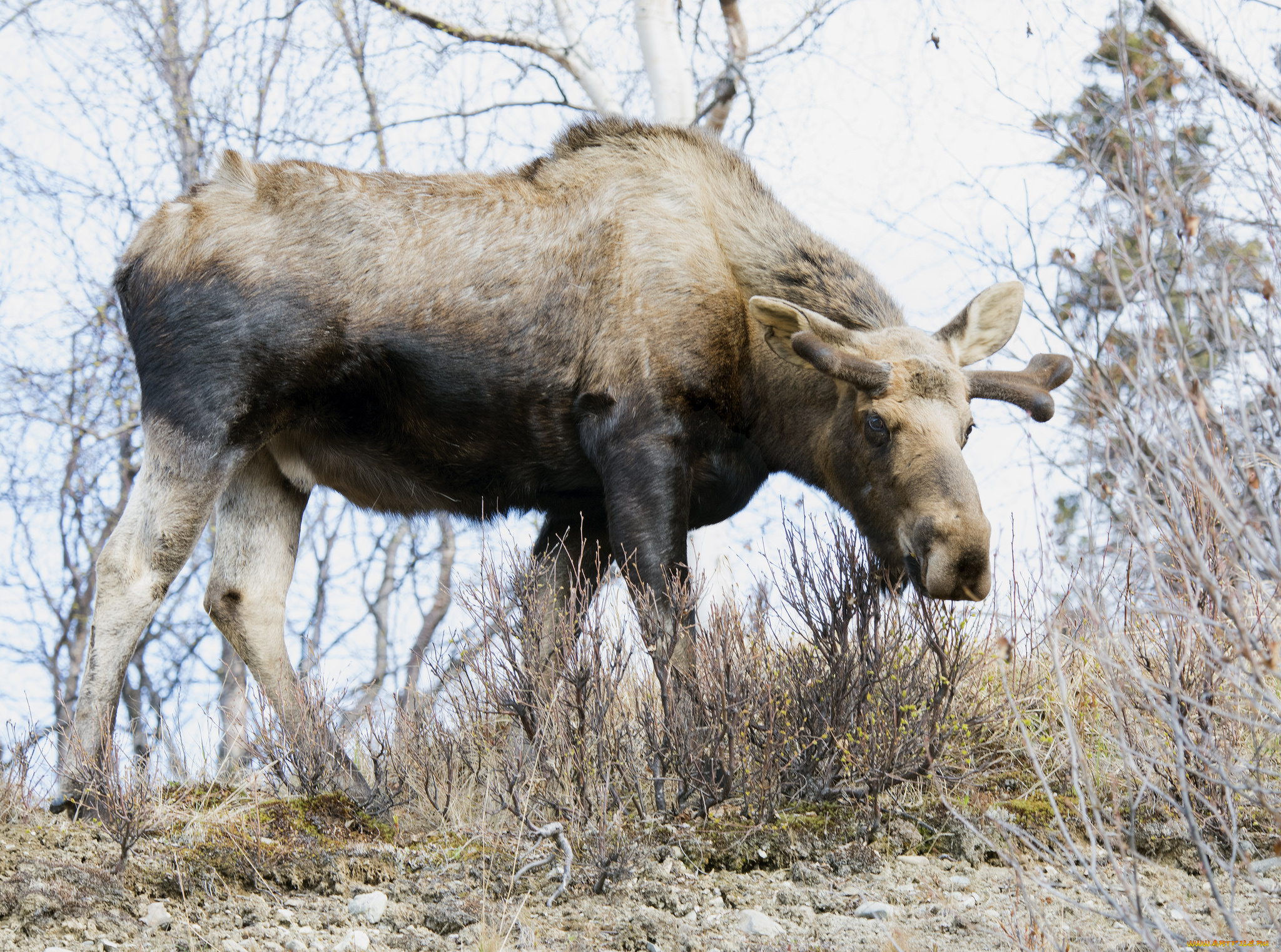 животные, лоси, сохатый