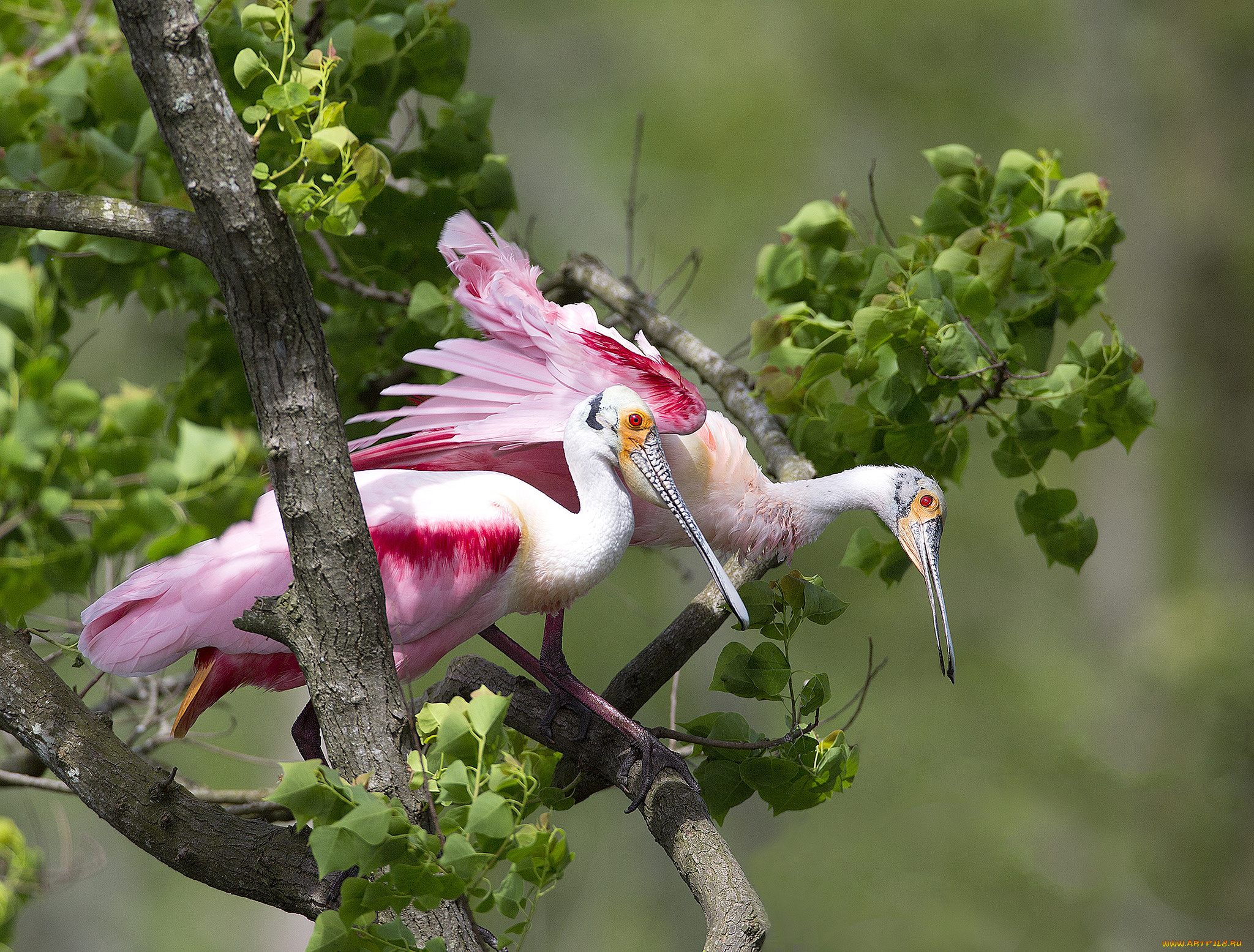 животные, птицы, птички
