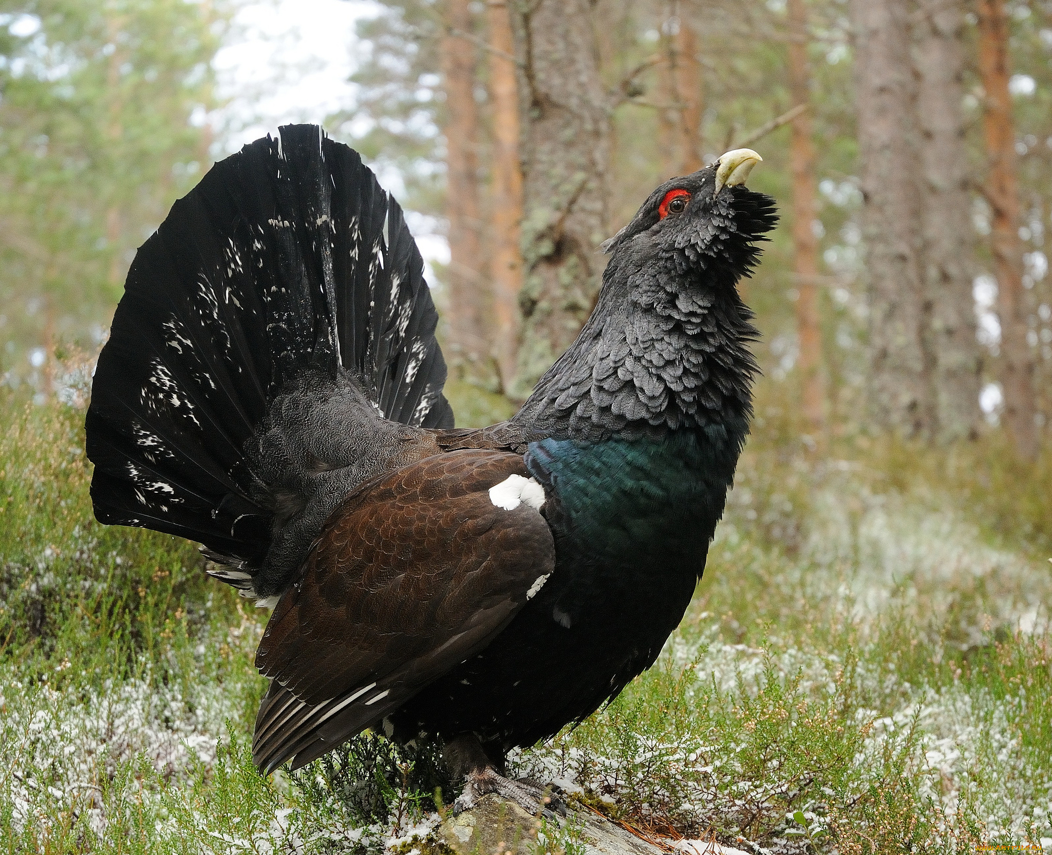 животные, глухари, , тетерева, глухарь