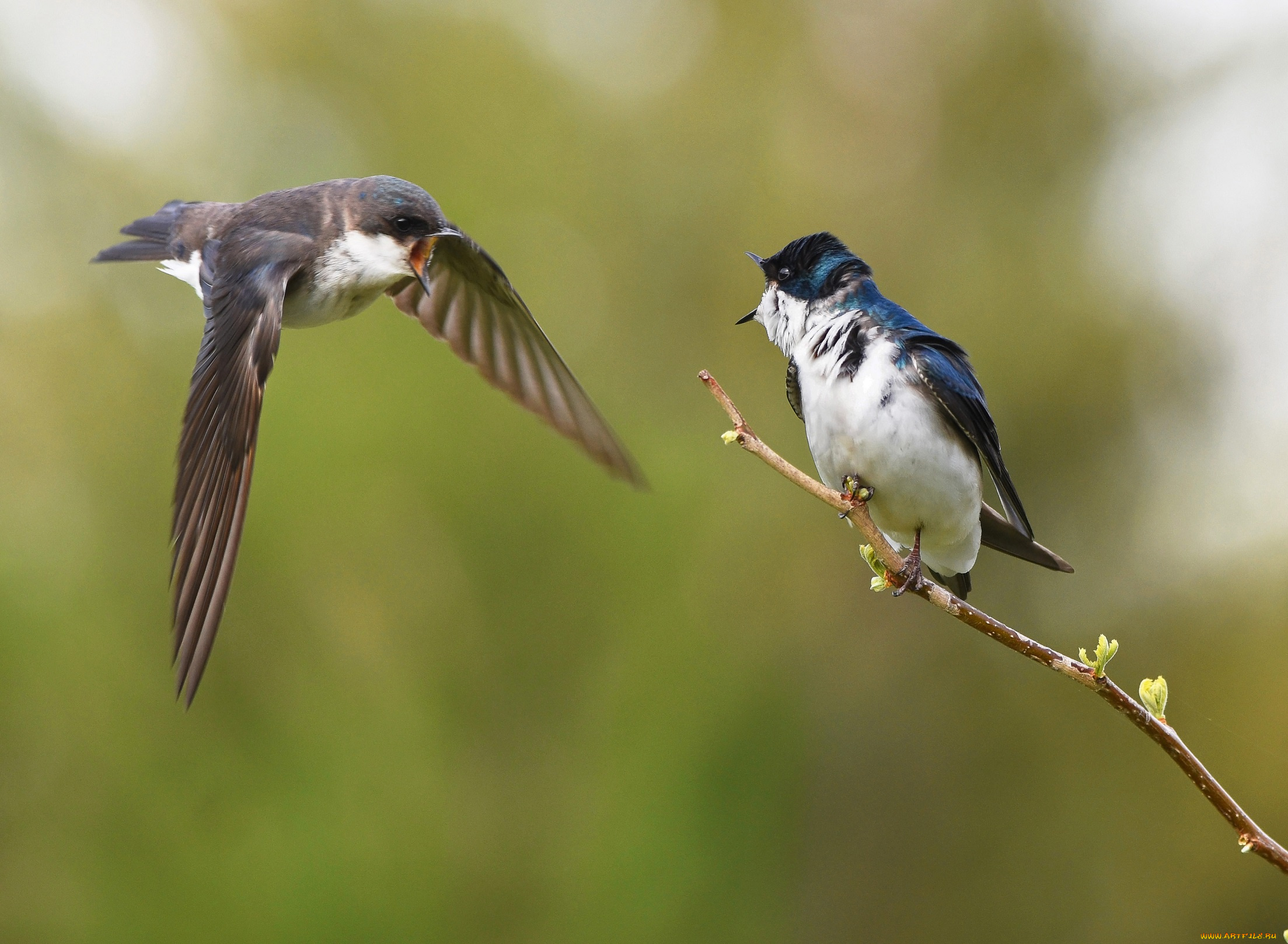 животные, птицы, ветка, фон