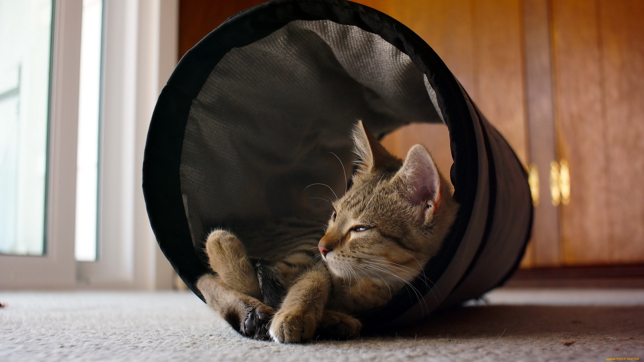 животные, коты, кошка, дом, уют, дрёма