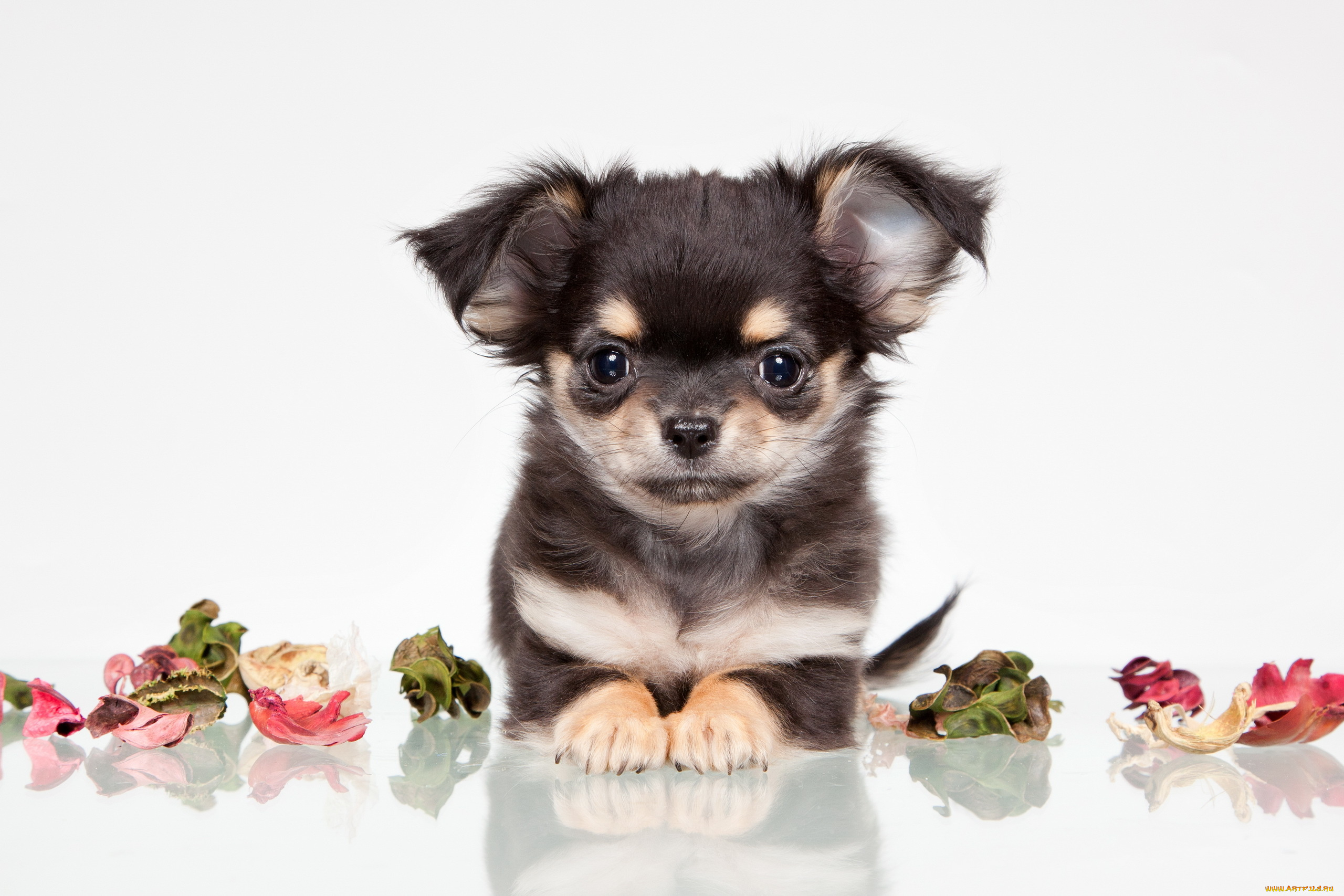 животные, собаки, собака, взгляд, друг, лепестки