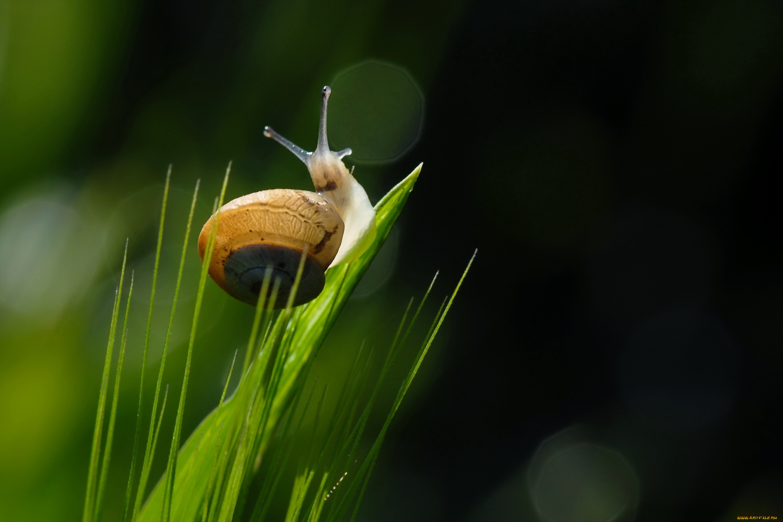 животные, улитки, улитка, трава, природа