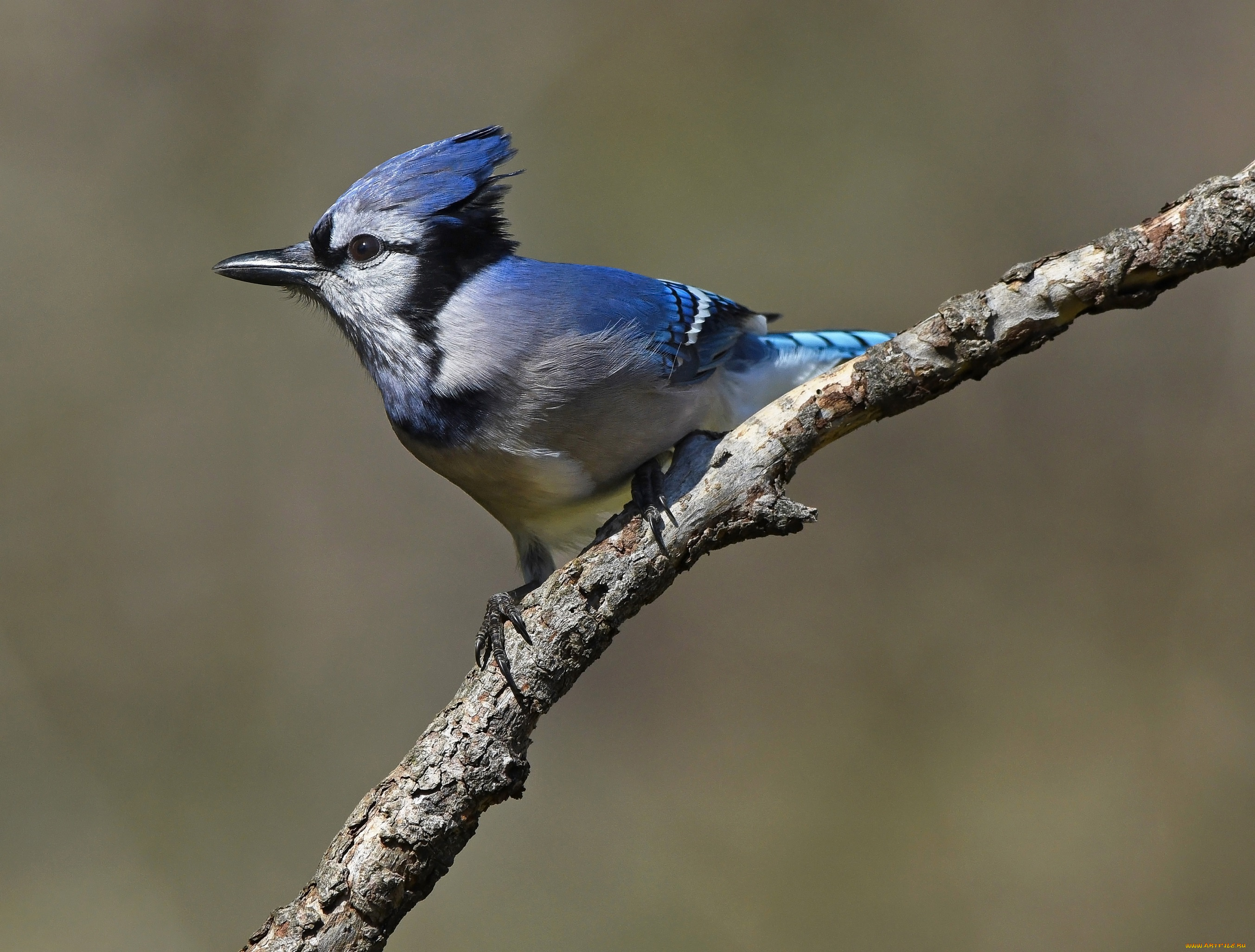 животные, кардиналы, птица, синяя, ветка, фон