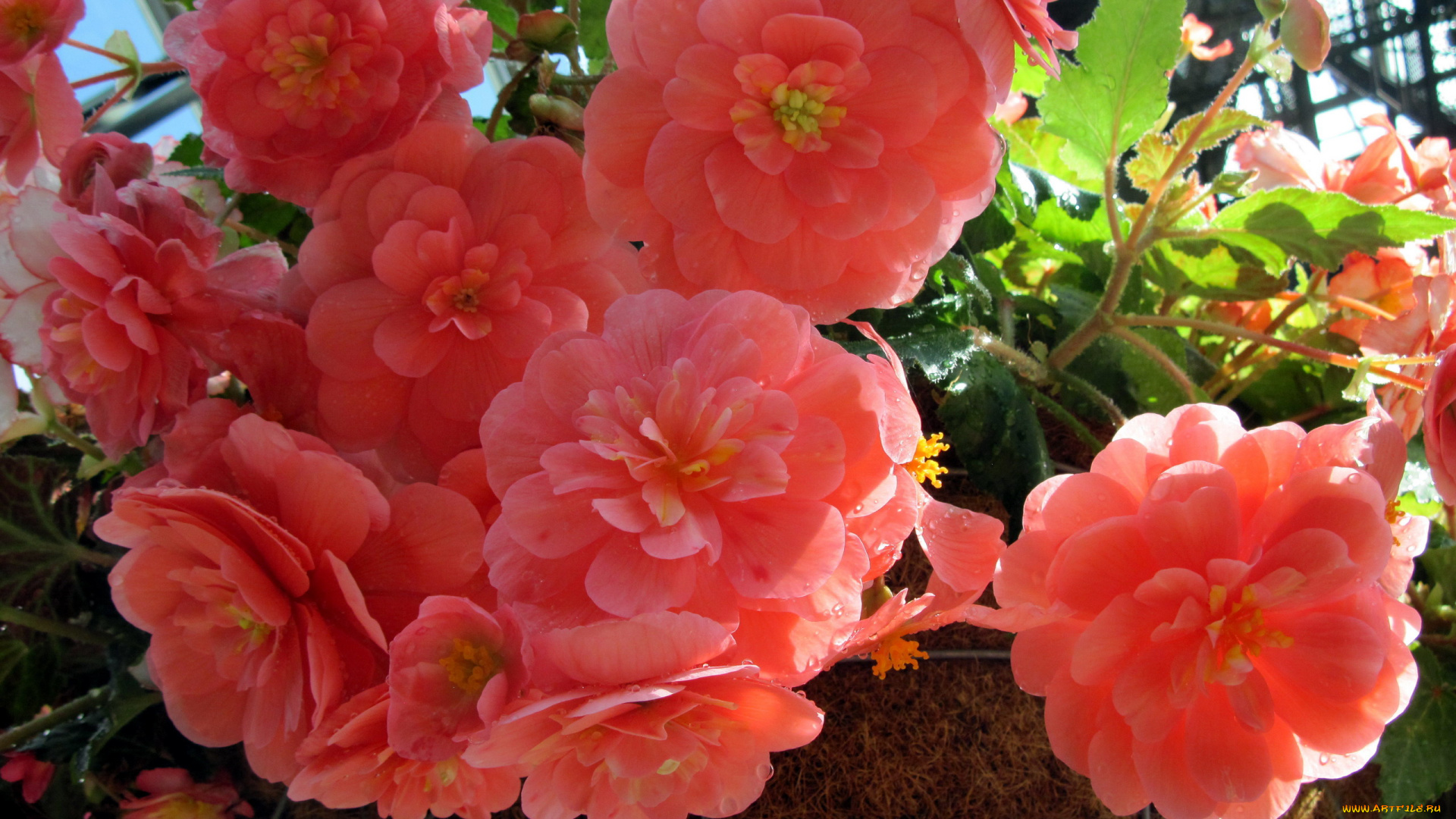 цветы, бегония, розовый