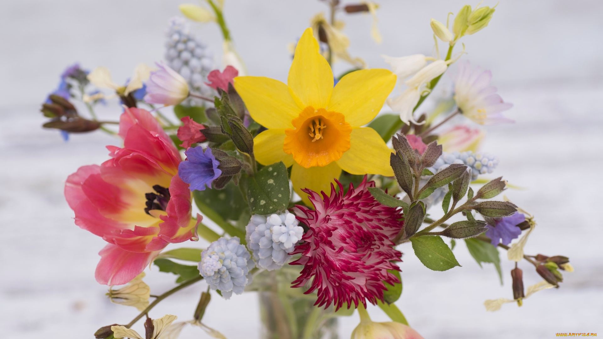 цветы, букеты, , композиции, ветреница, мускари, астра, нарцисс, весенний, букет, тюльпан, ночная, фиалка