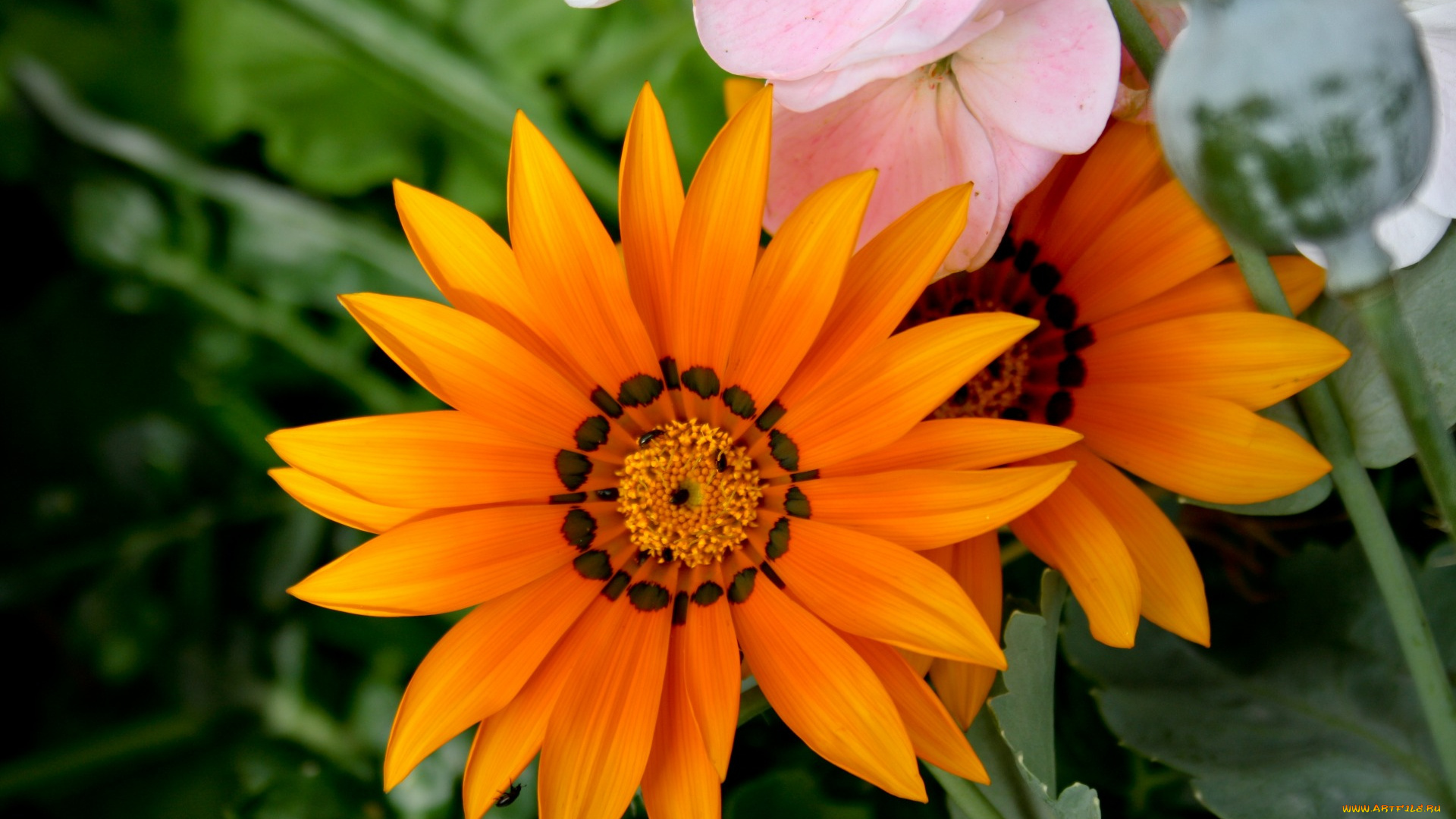 цветы, газания, макро