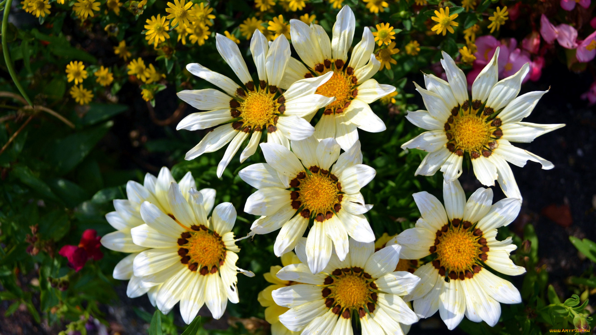 цветы, газания, семейка