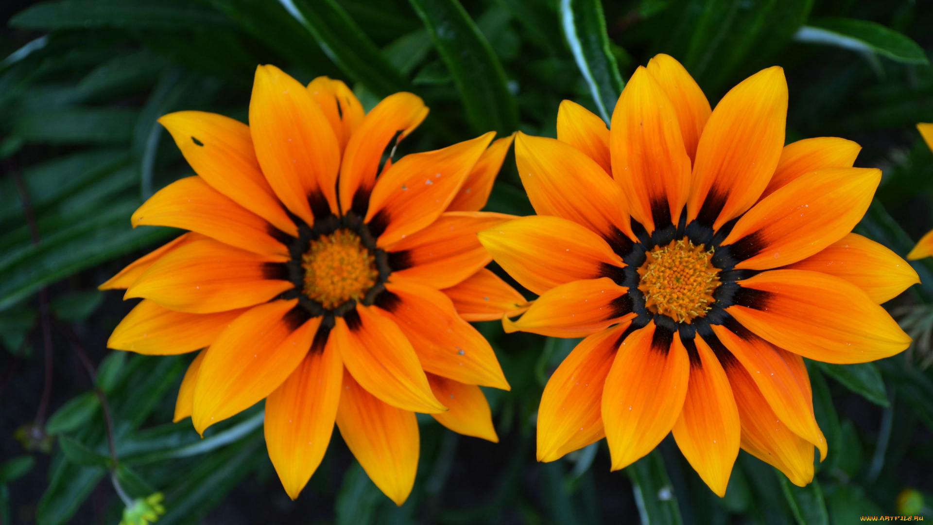 цветы, газания, желтый, дуэт