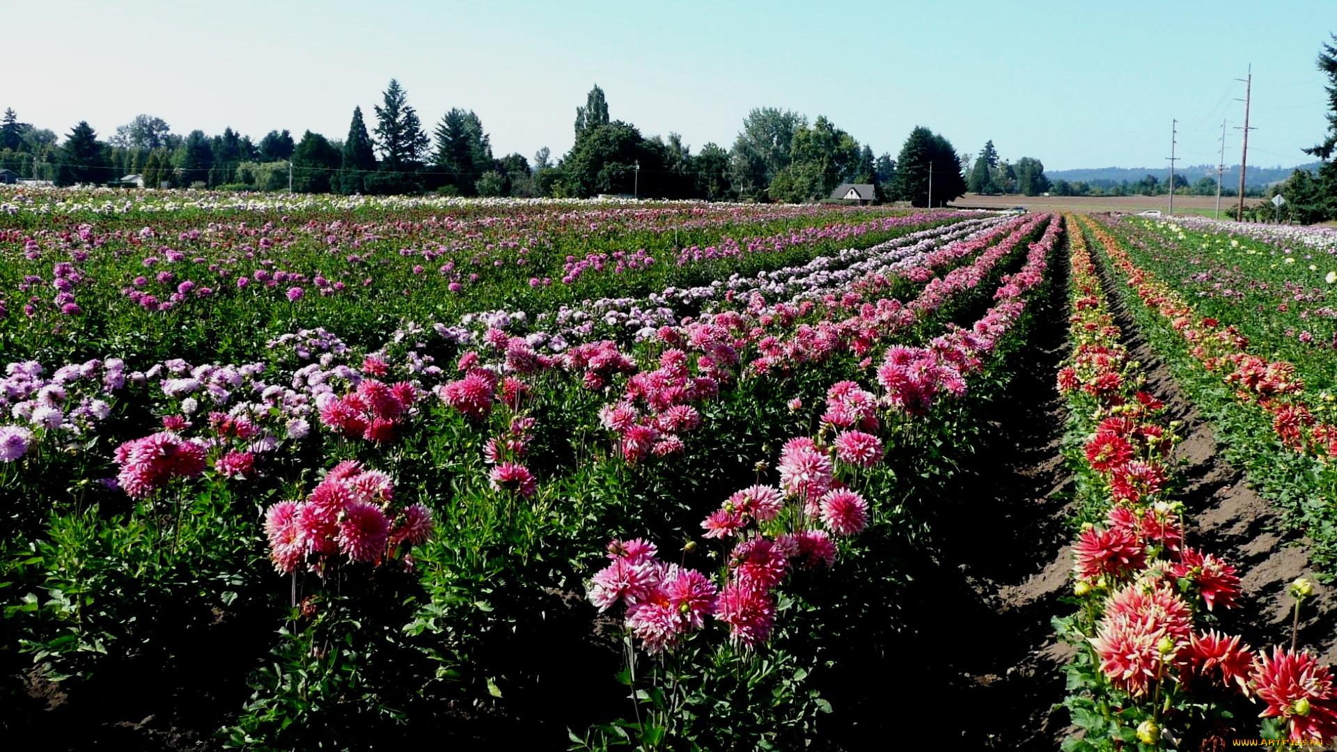 цветы, георгины, много