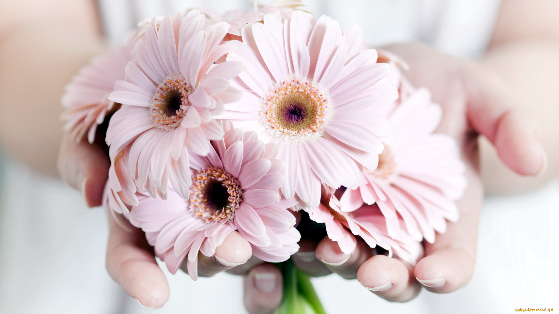 цветы, герберы, нежные