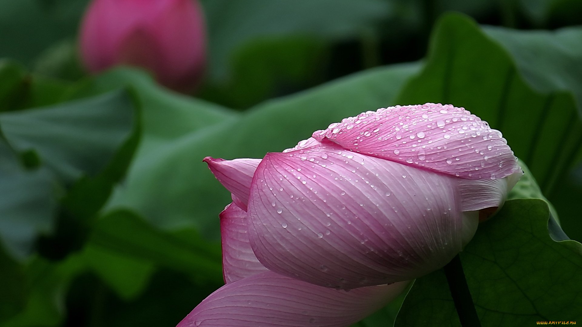 цветы, лотосы, фон, лепестки, цветок