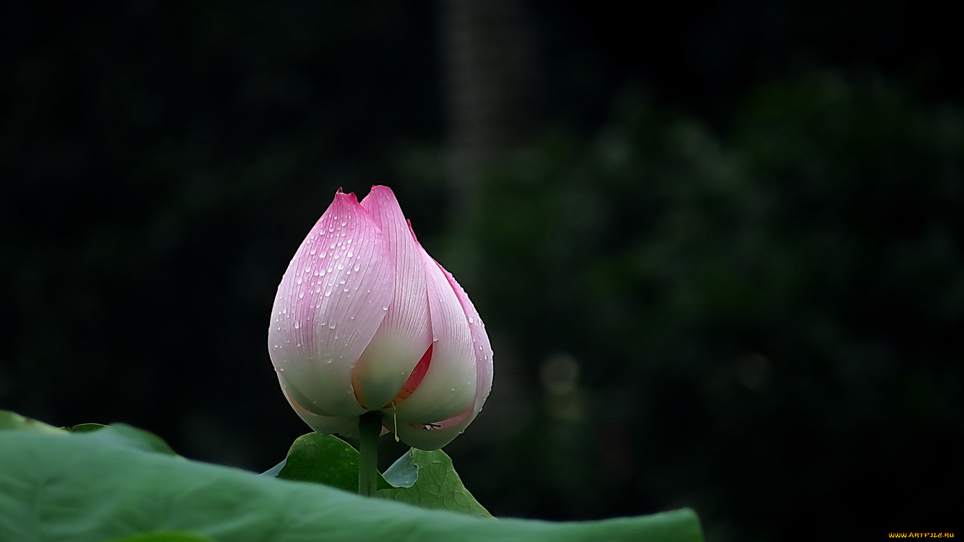 цветы, лотосы, фон, лепестки, цветок