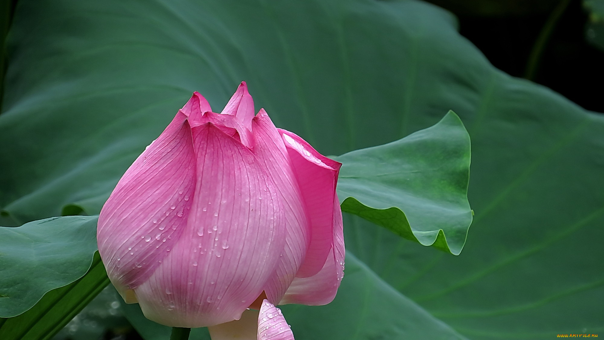 цветы, лотосы, лепестки, цветок, фон