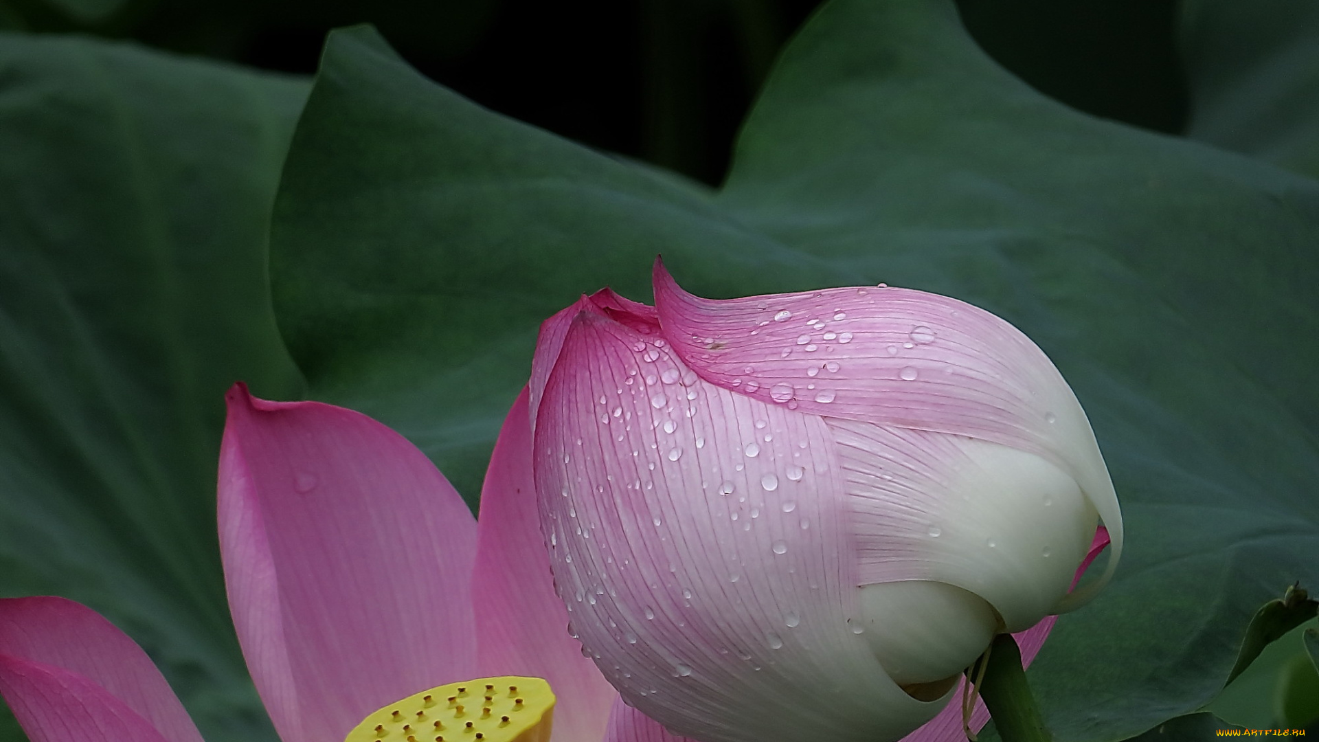 цветы, лотосы, лепестки, цветок, фон