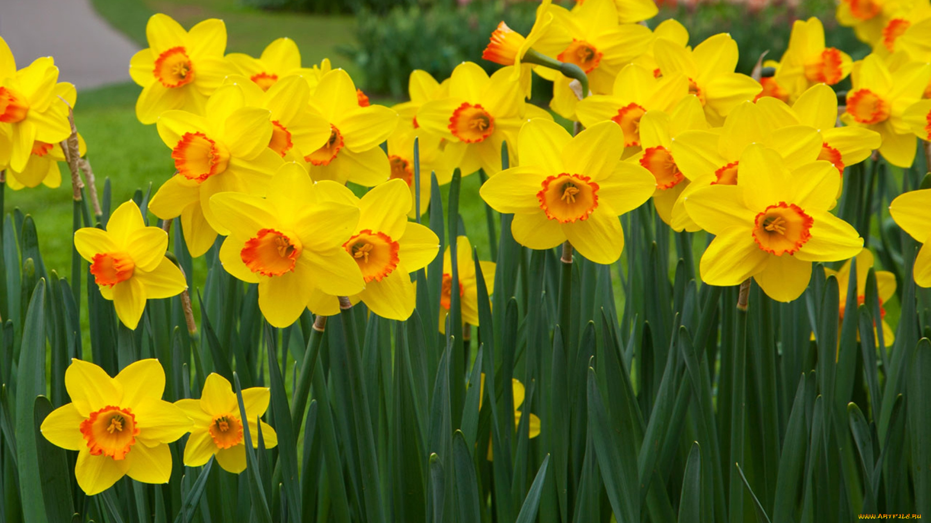 цветы, нарциссы, лепестки, фон