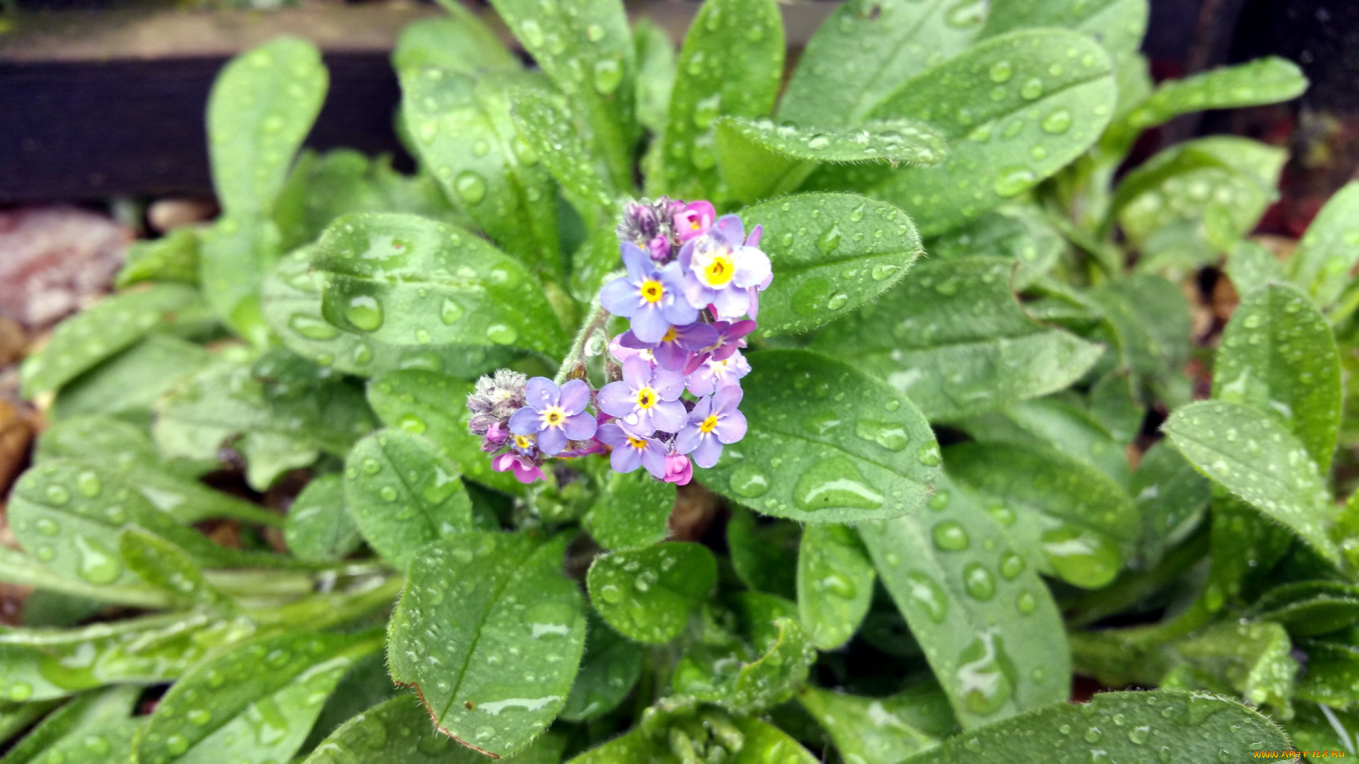 цветы, незабудки, капли