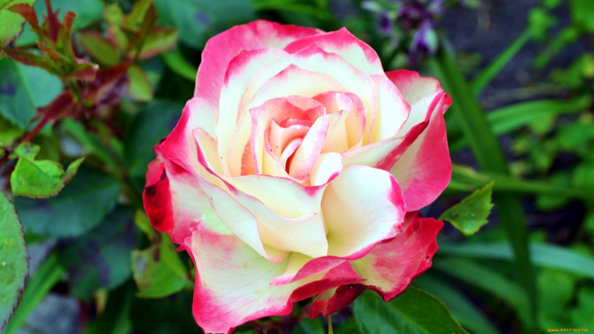 цветы, розы, лепестки, макро