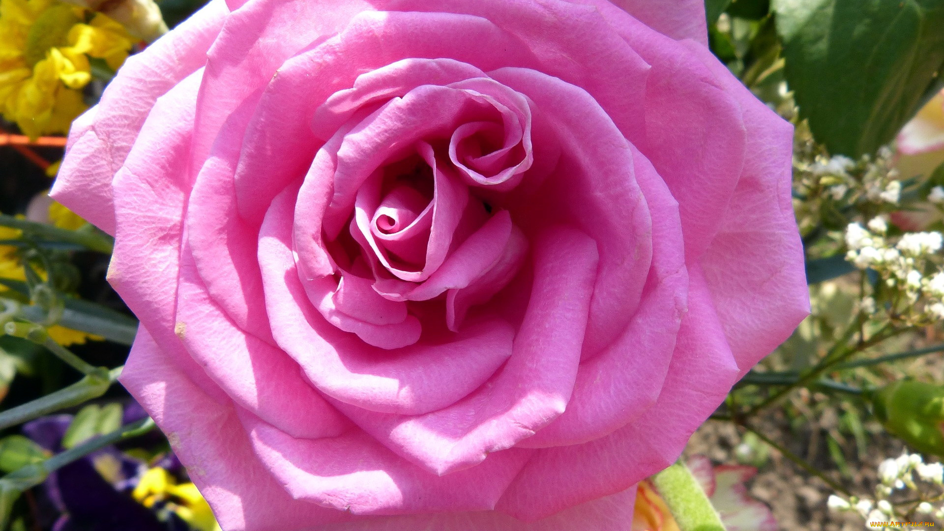 цветы, розы, макро, розовый