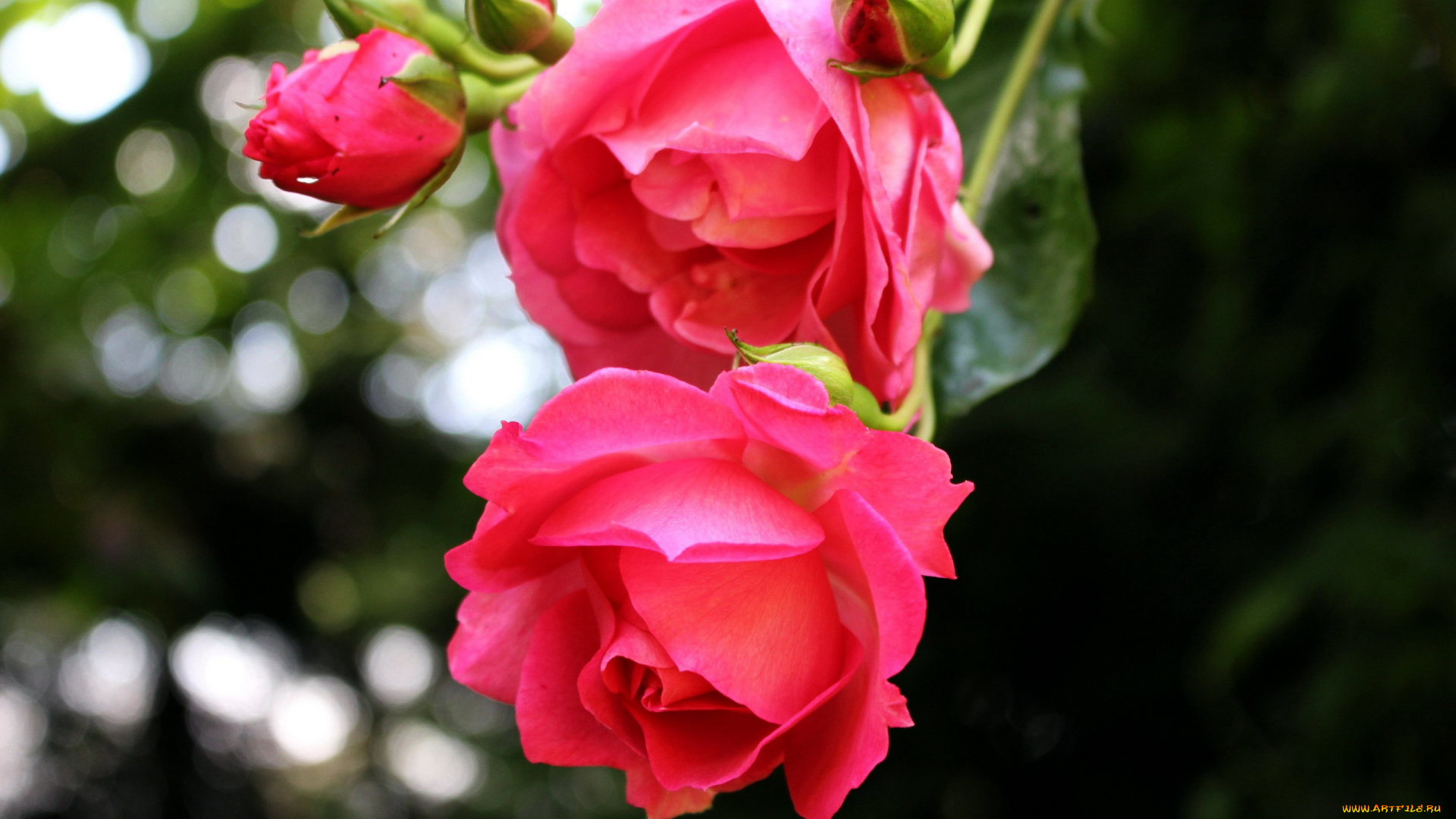 цветы, розы, розовый, бутоны