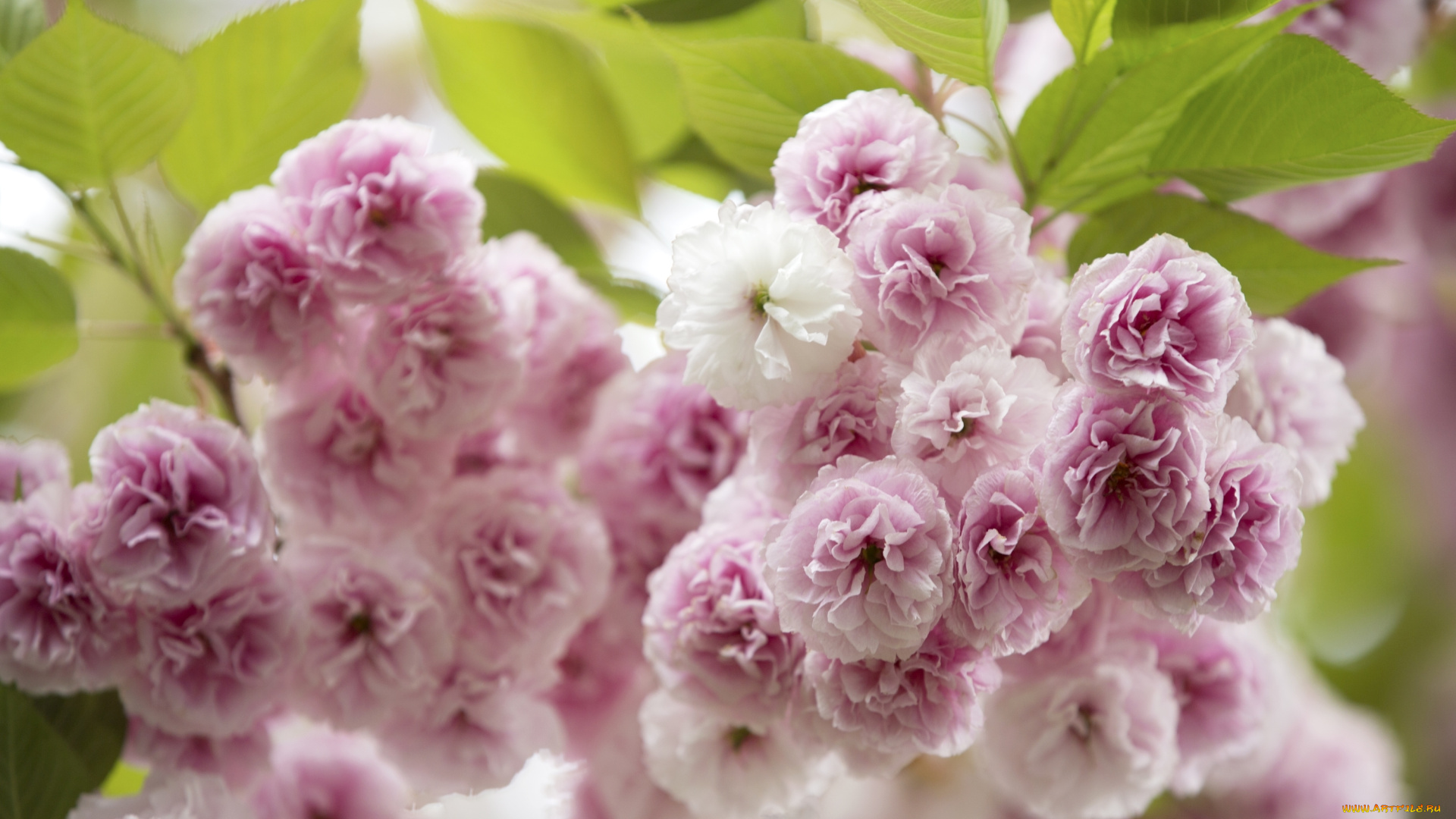 цветы, сакура, , вишня, вишня, розовый, макро