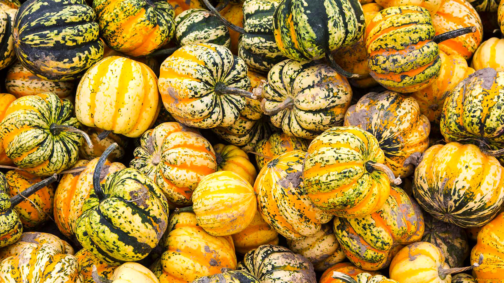 еда, тыква, осень, тыквы, урожай