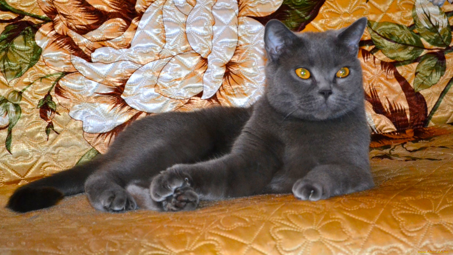 клеопатра, животные, коты, киса