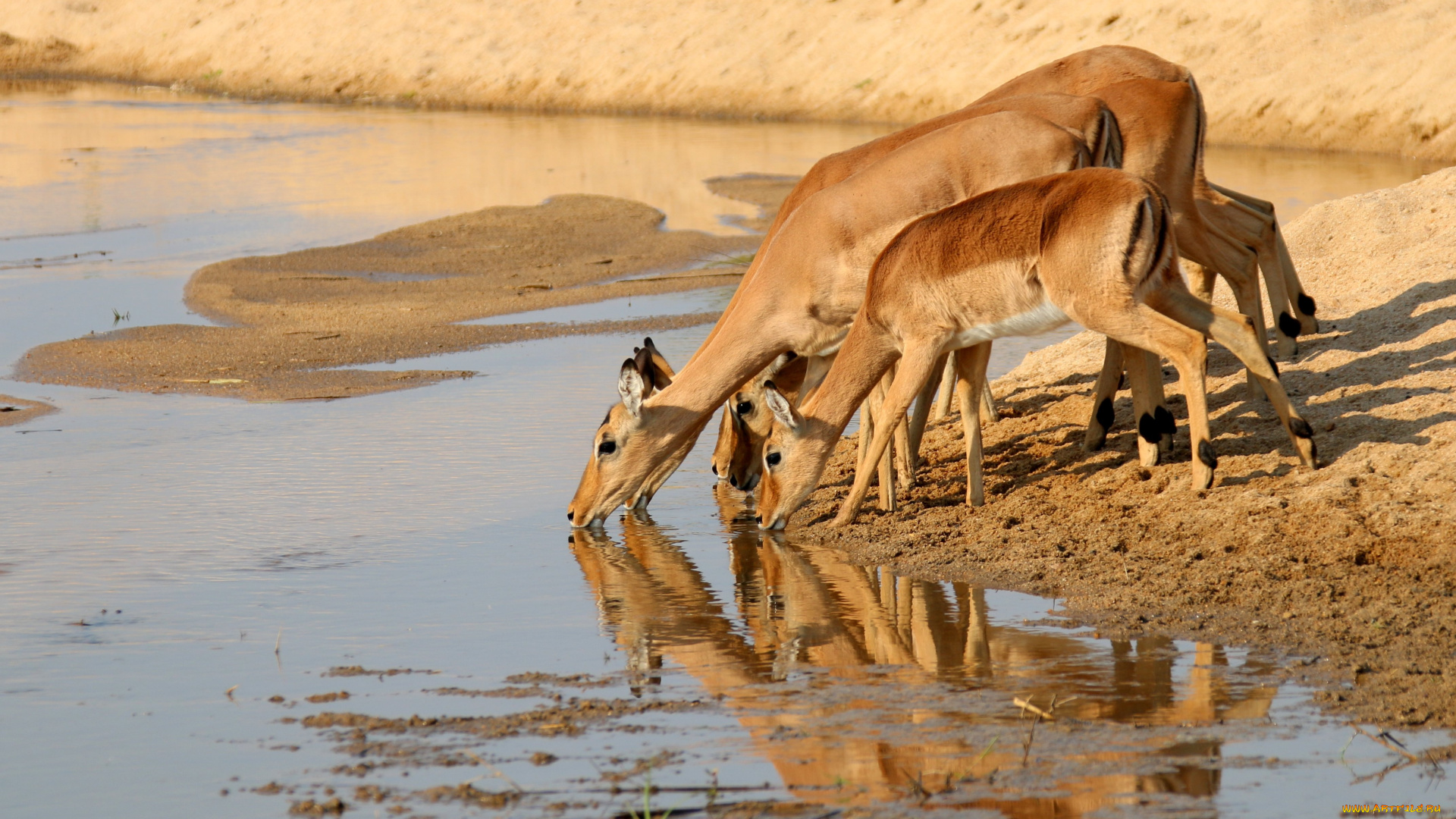 животные, антилопы, газели