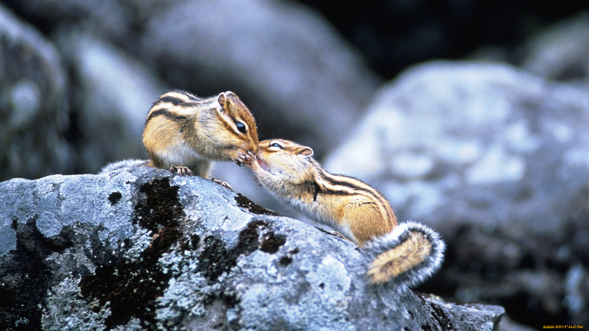животные, бурундуки, пара, поцелуй, камни