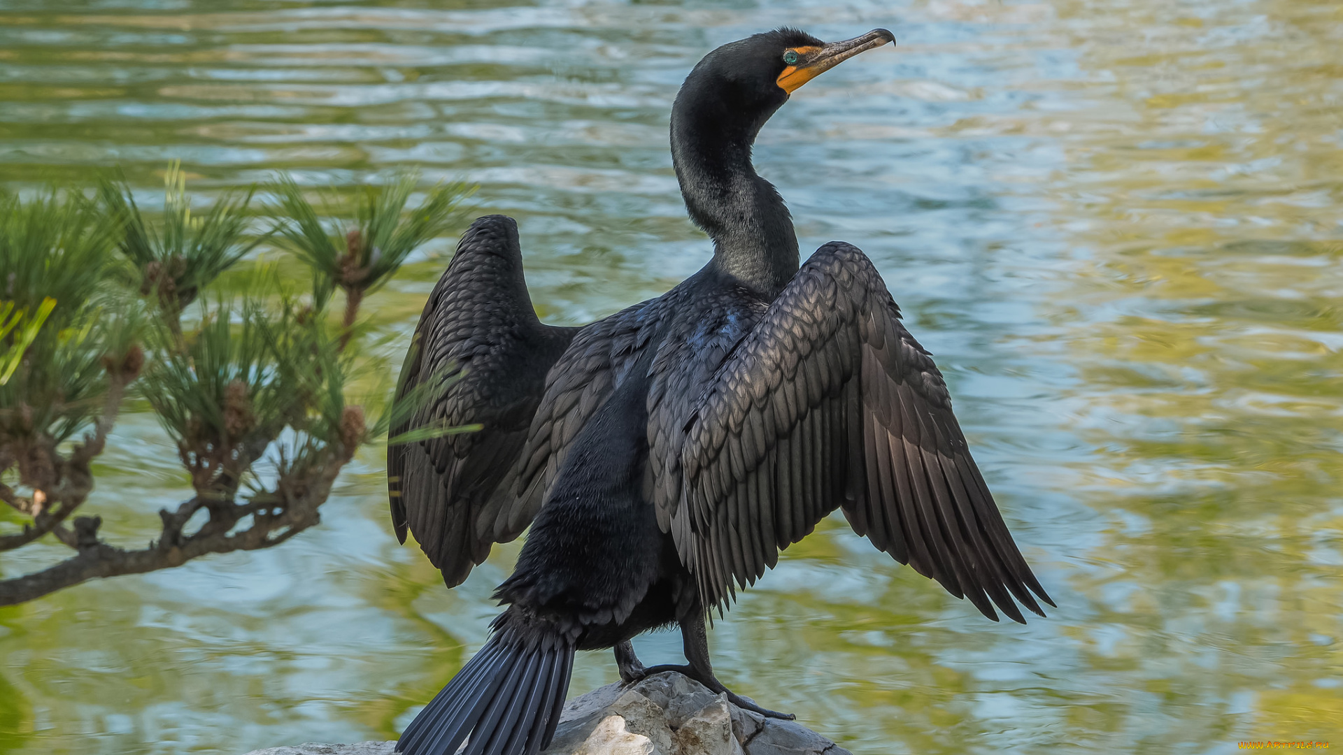 животные, Чайки, , бакланы, , крачки, птичка