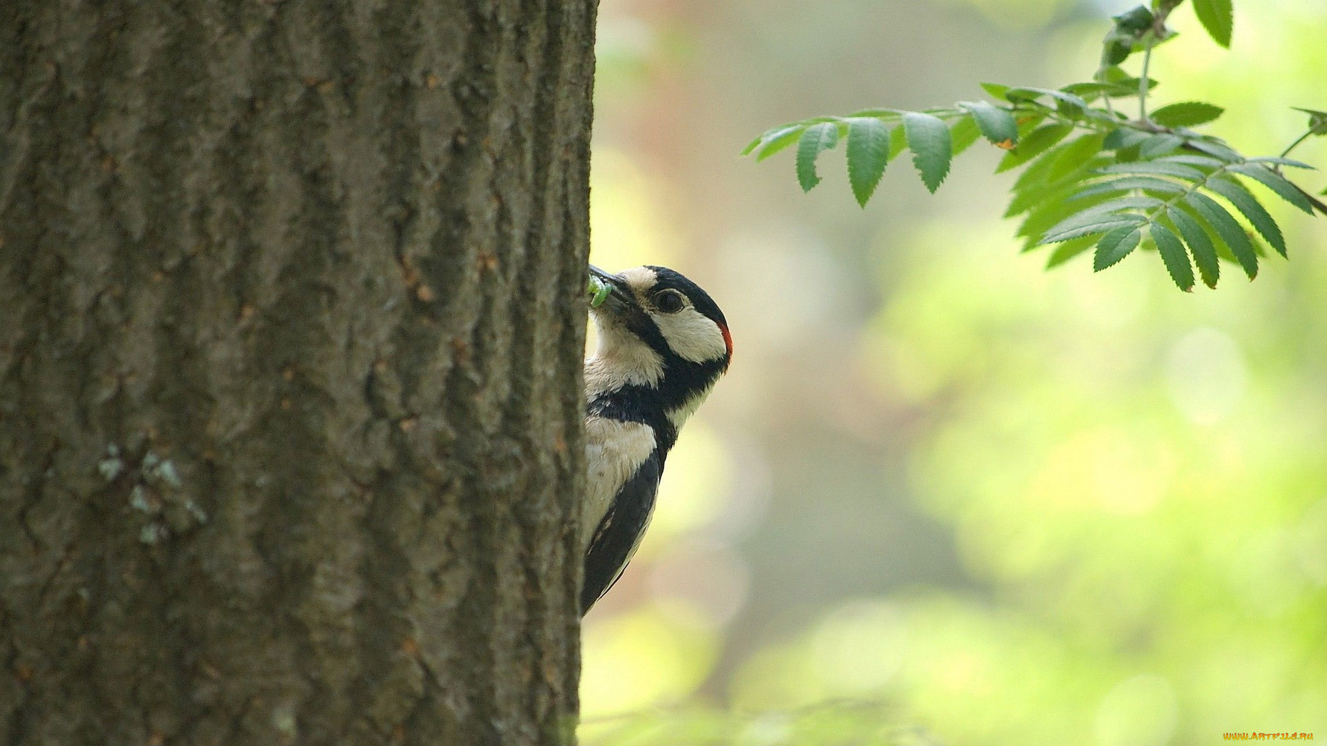 животные, дятлы, дерево, ствол, червяк, дятел
