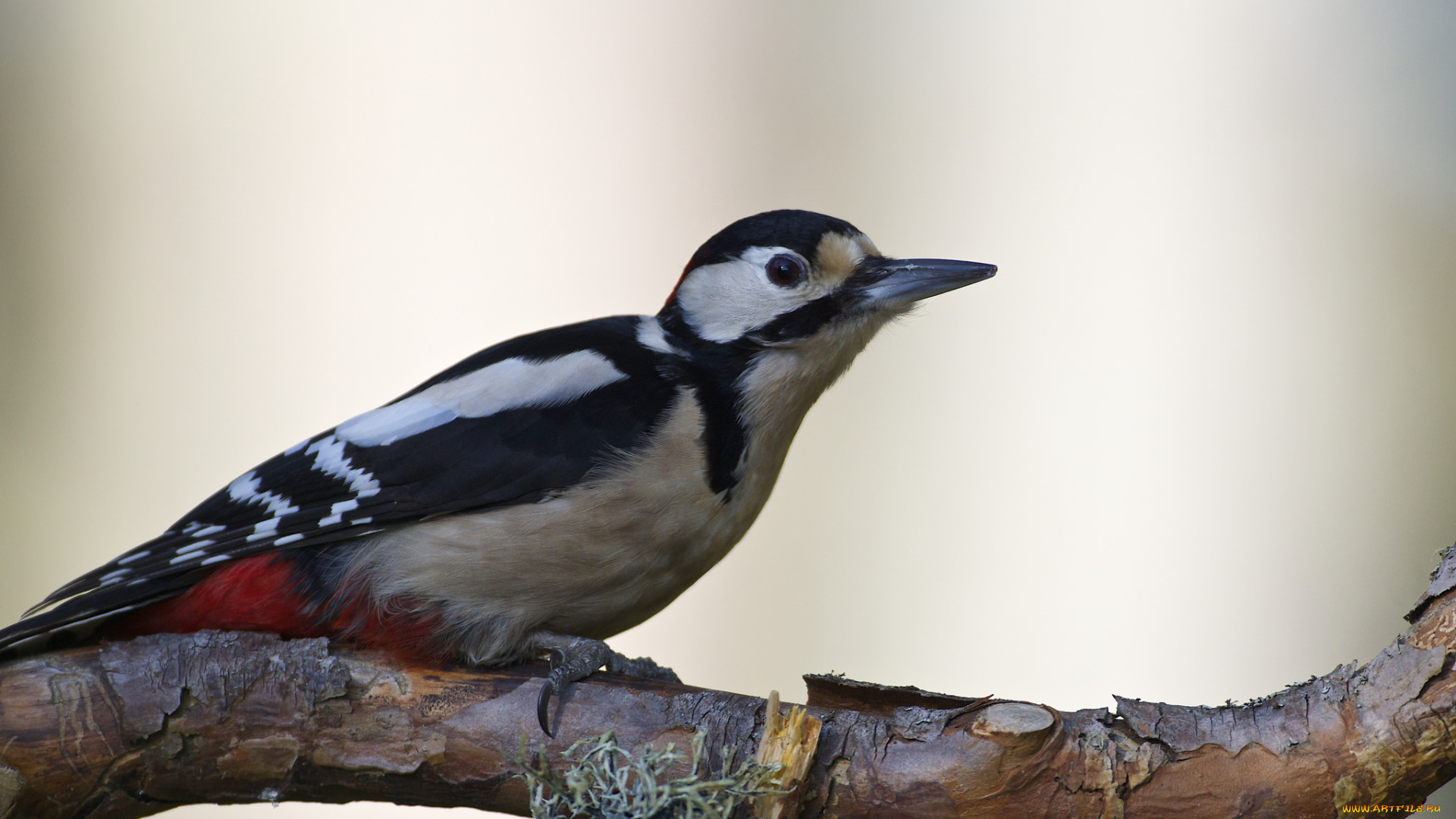 животные, дятлы, птичка