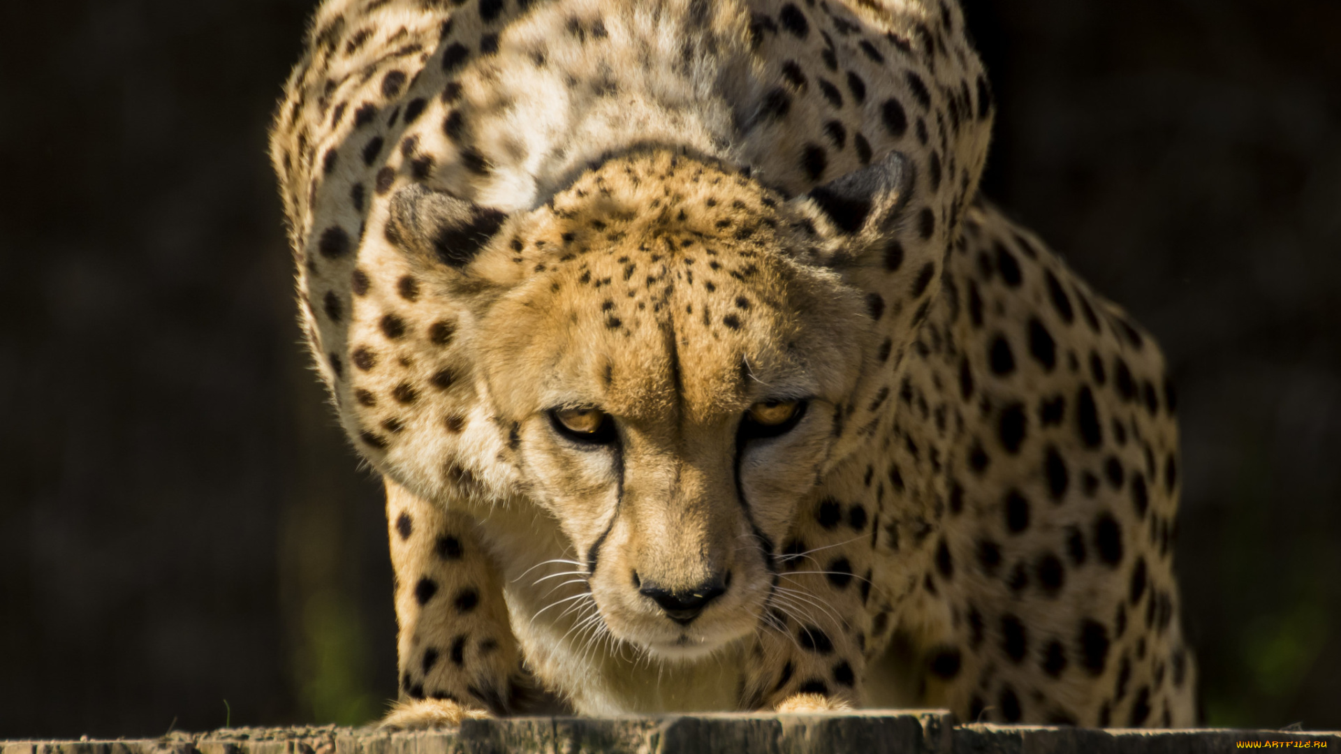 животные, гепарды, хищник