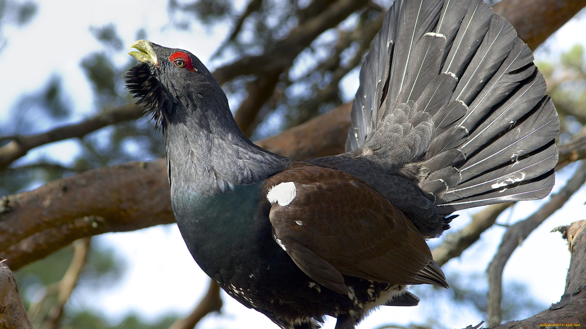животные, глухари, , тетерева, птичка