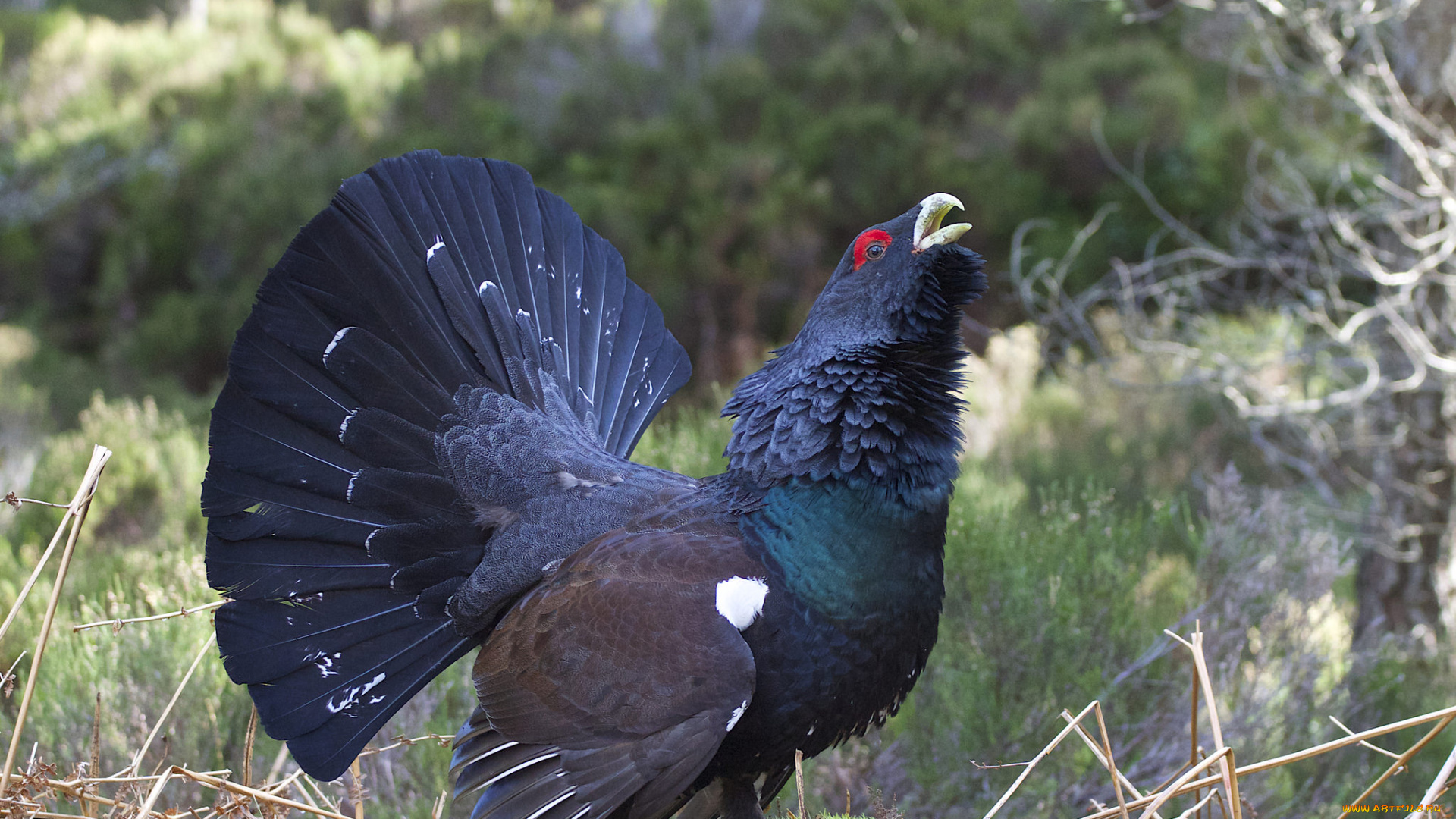 животные, глухари, , тетерева, птичка